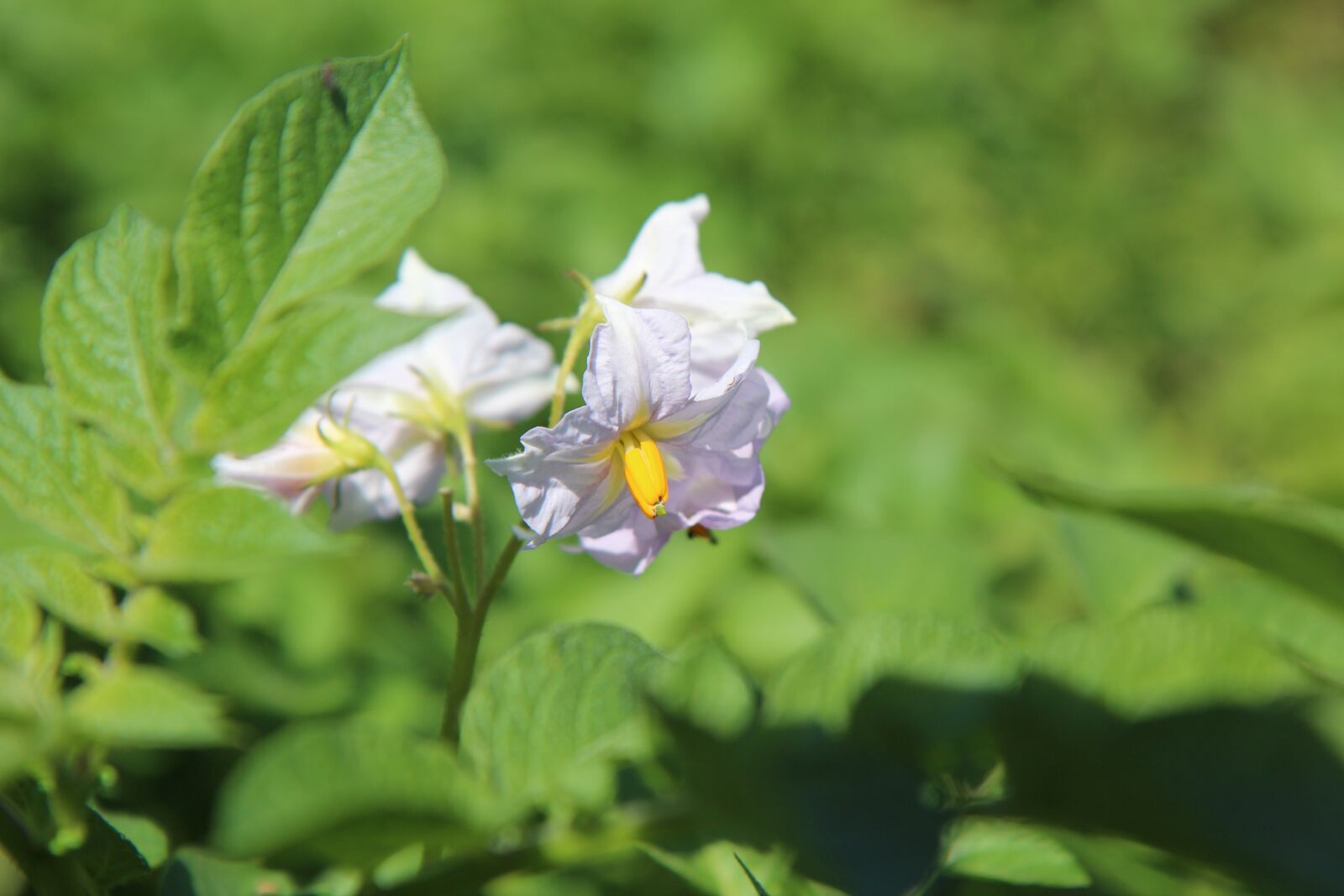 Canon EOS 600D (Rebel EOS T3i / EOS Kiss X5) sample photo. Potato, flower potato, vegetable photography