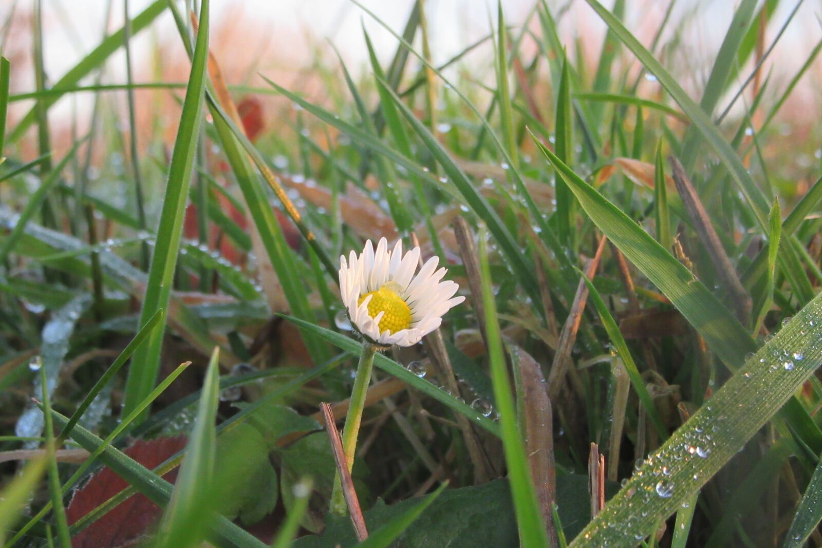 Canon PowerShot SX610 HS sample photo. Winter, flower, frozen photography