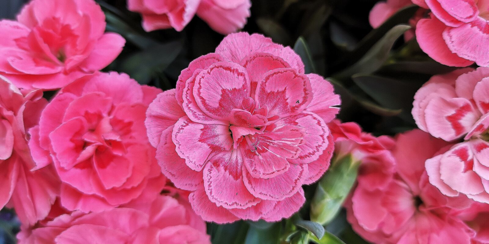 HUAWEI P20 sample photo. Nature, flowers, blossom photography