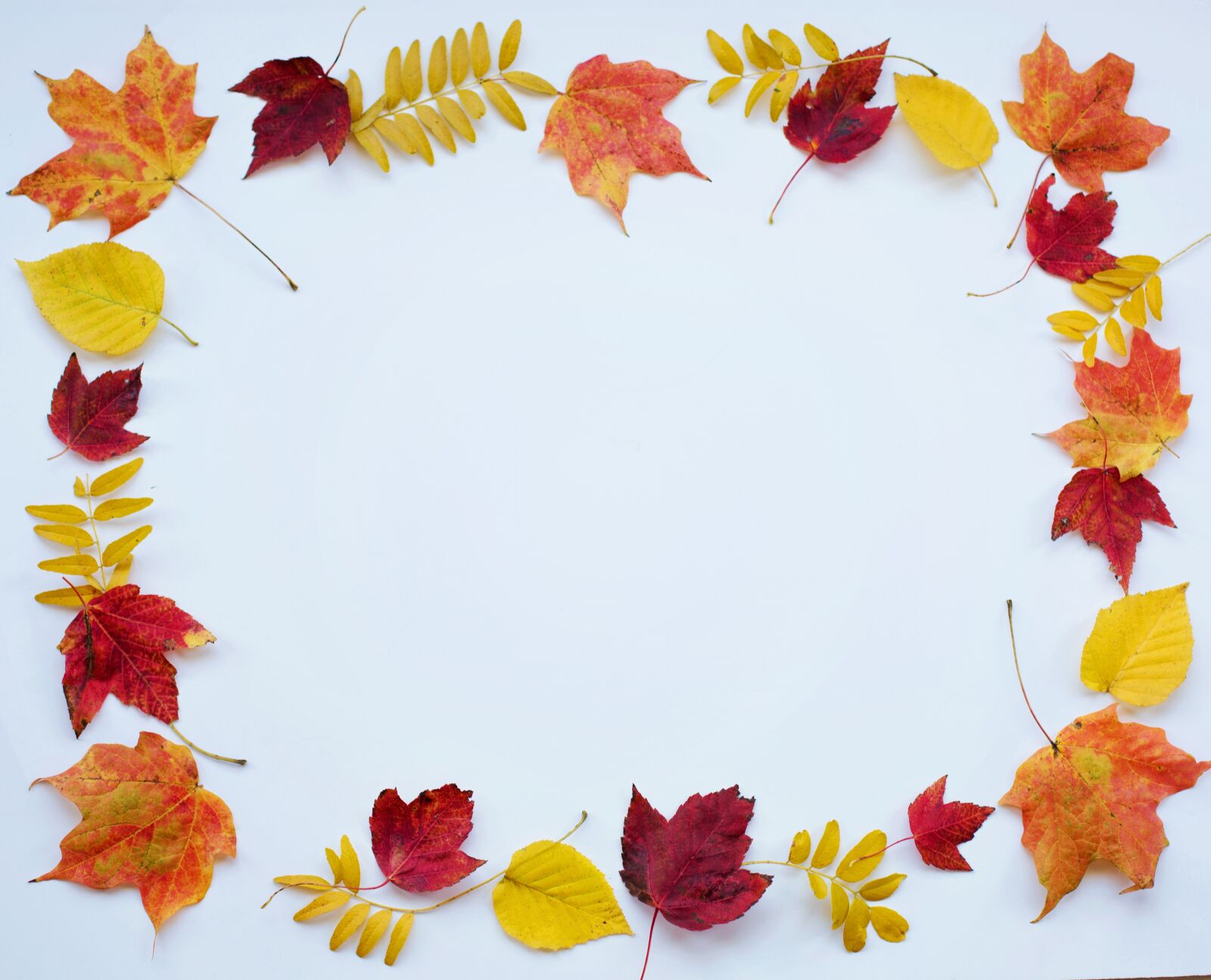 Canon EF 50mm F1.4 USM sample photo. Autumn, fall, leaves photography
