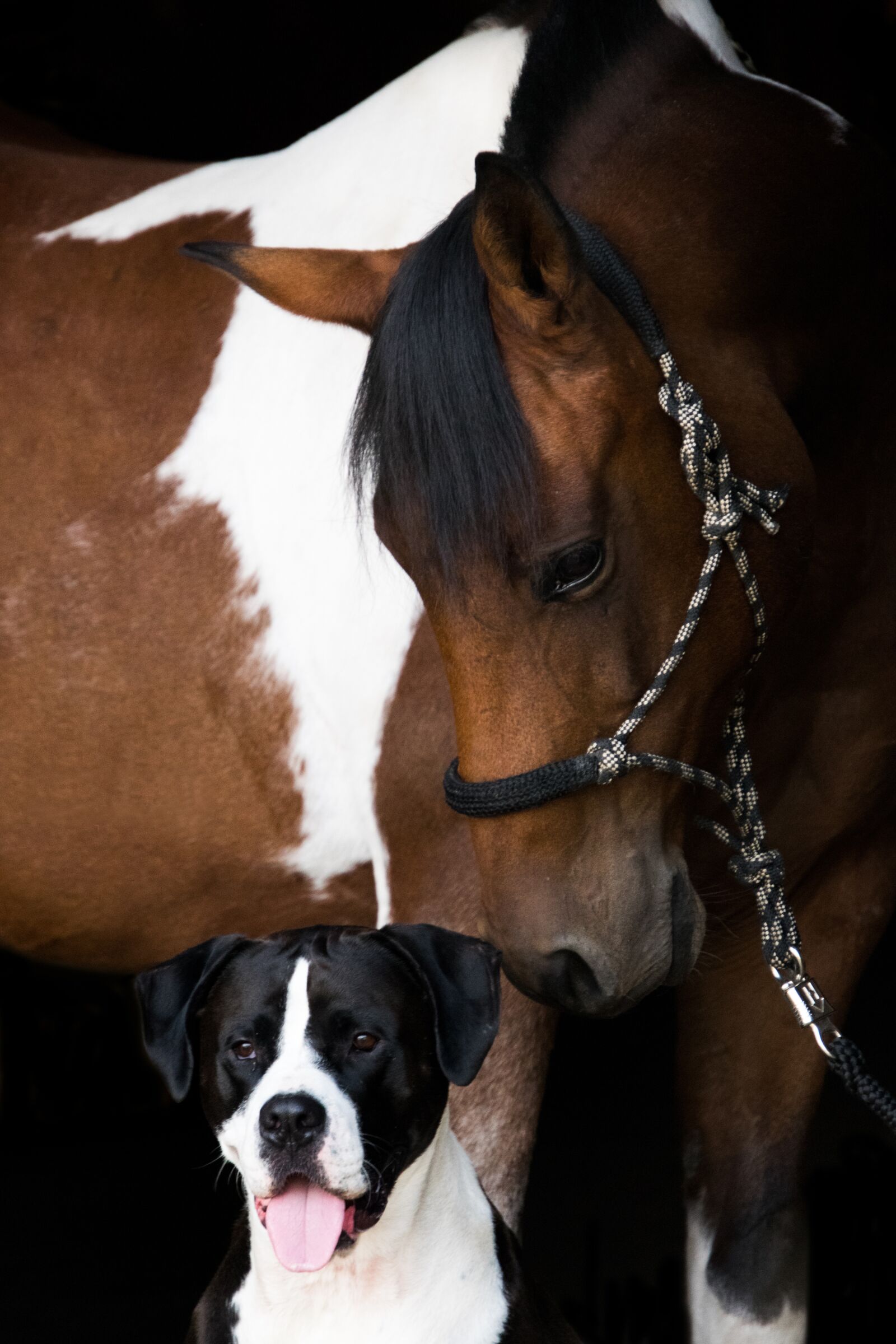 Nikon D3300 sample photo. Horse, pony, pinto photography