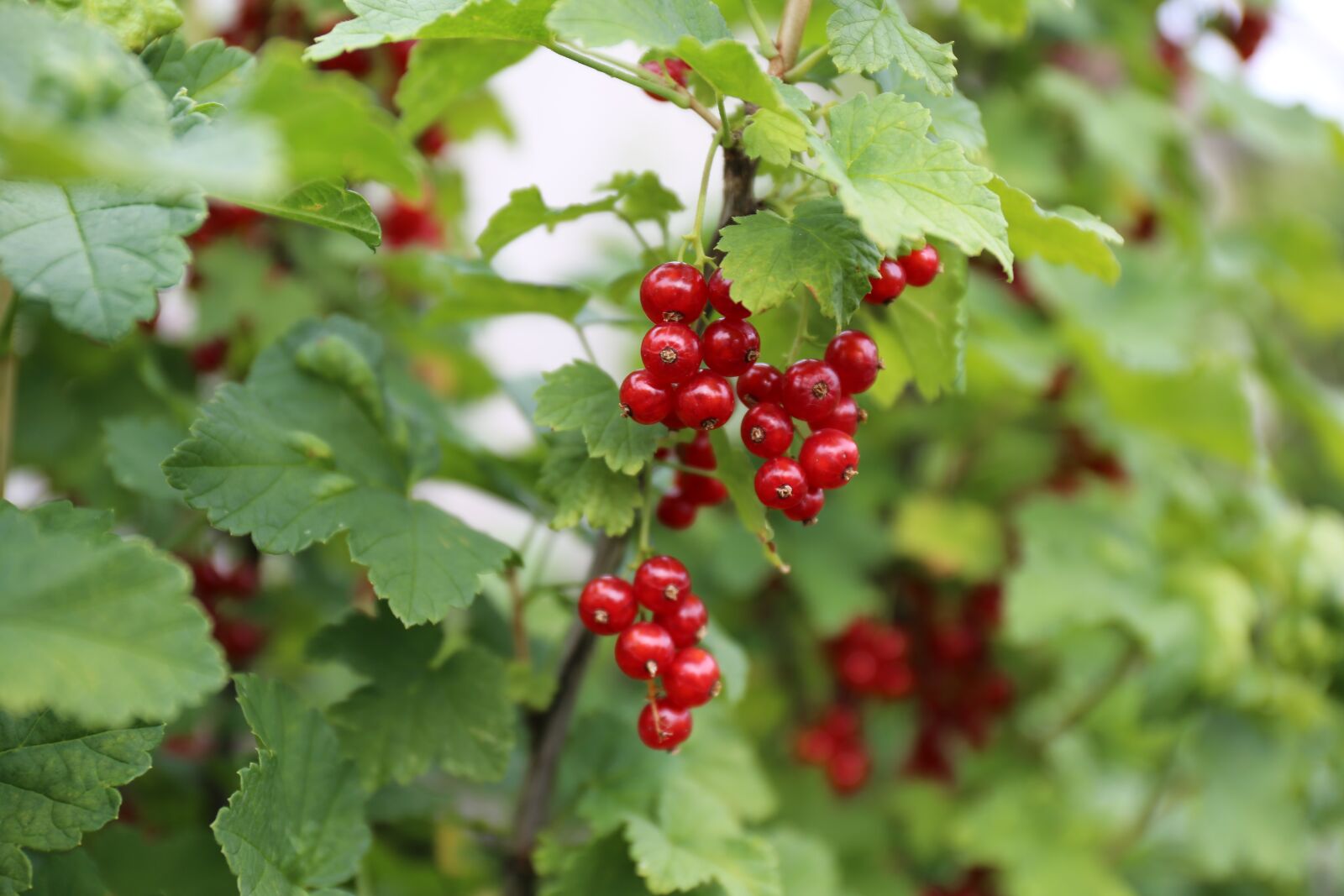 Canon EF 24-70mm F4L IS USM sample photo. Red currant, berry, red photography