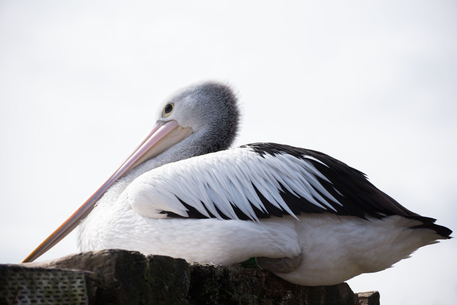 Nikon D750 sample photo. Pairi daiza, pelican, bird photography