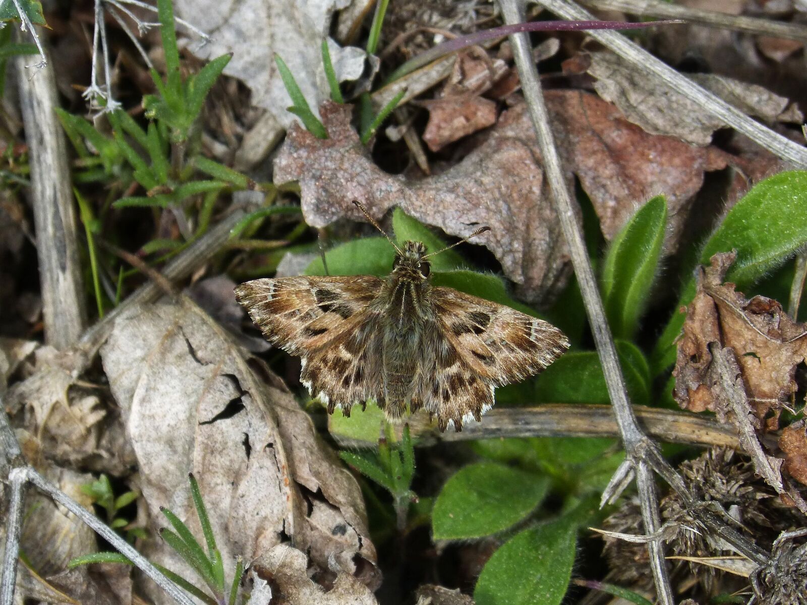 Panasonic DMC-FZ62 sample photo. Carcharodus alceae, butterfly, hesp photography