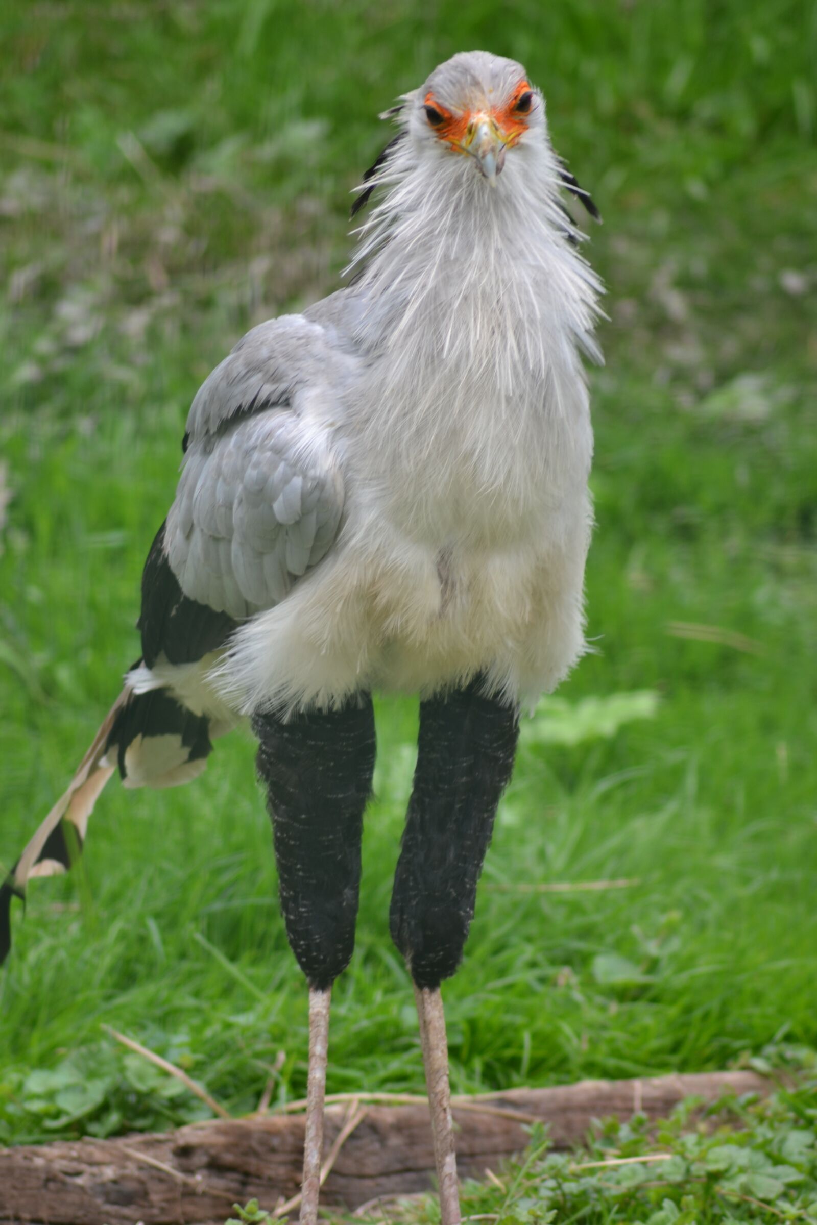 Nikon D3100 sample photo. Bird, grand, wader photography