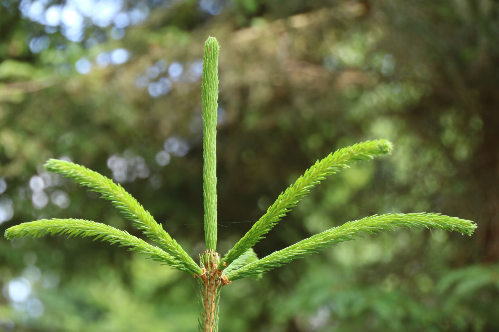 Canon EOS 750D (EOS Rebel T6i / EOS Kiss X8i) sample photo. Fir tree, tree, conifer photography