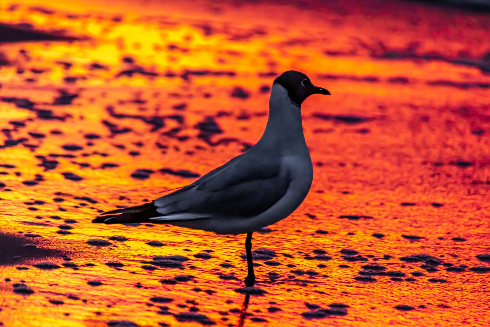 Canon EOS 80D sample photo. Seagull, afterglow, evening sun photography