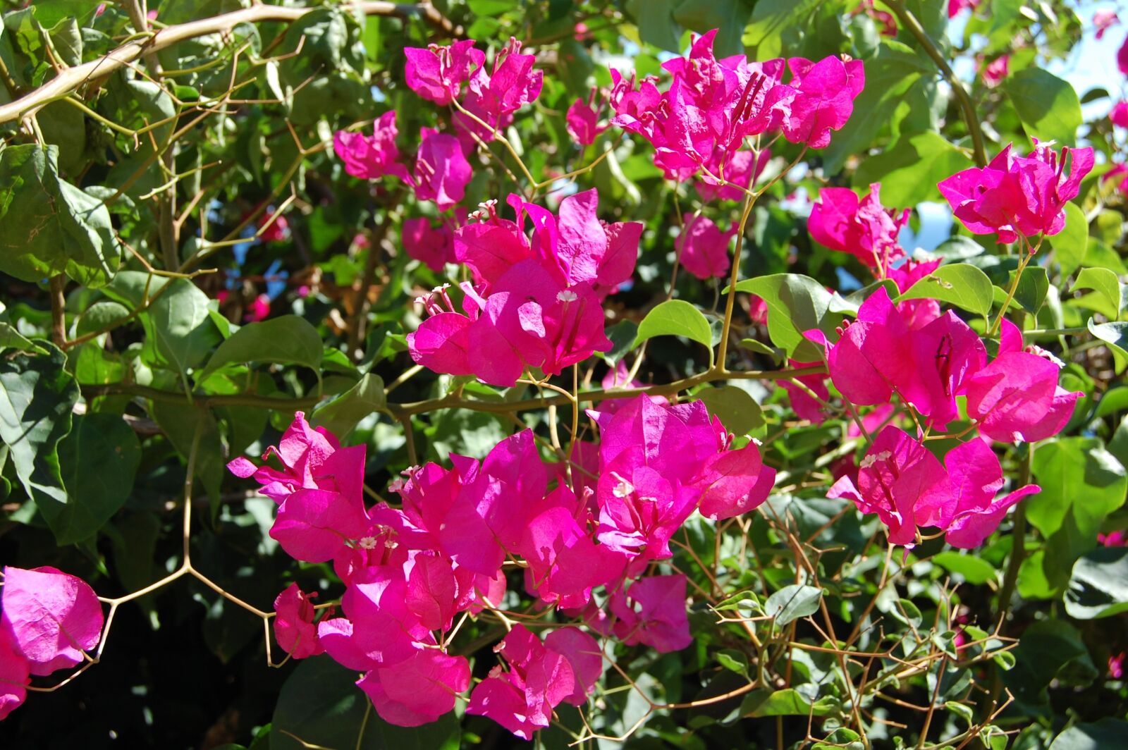 Nikon D40 sample photo. Bougainvillea, flowering shrub, plant photography