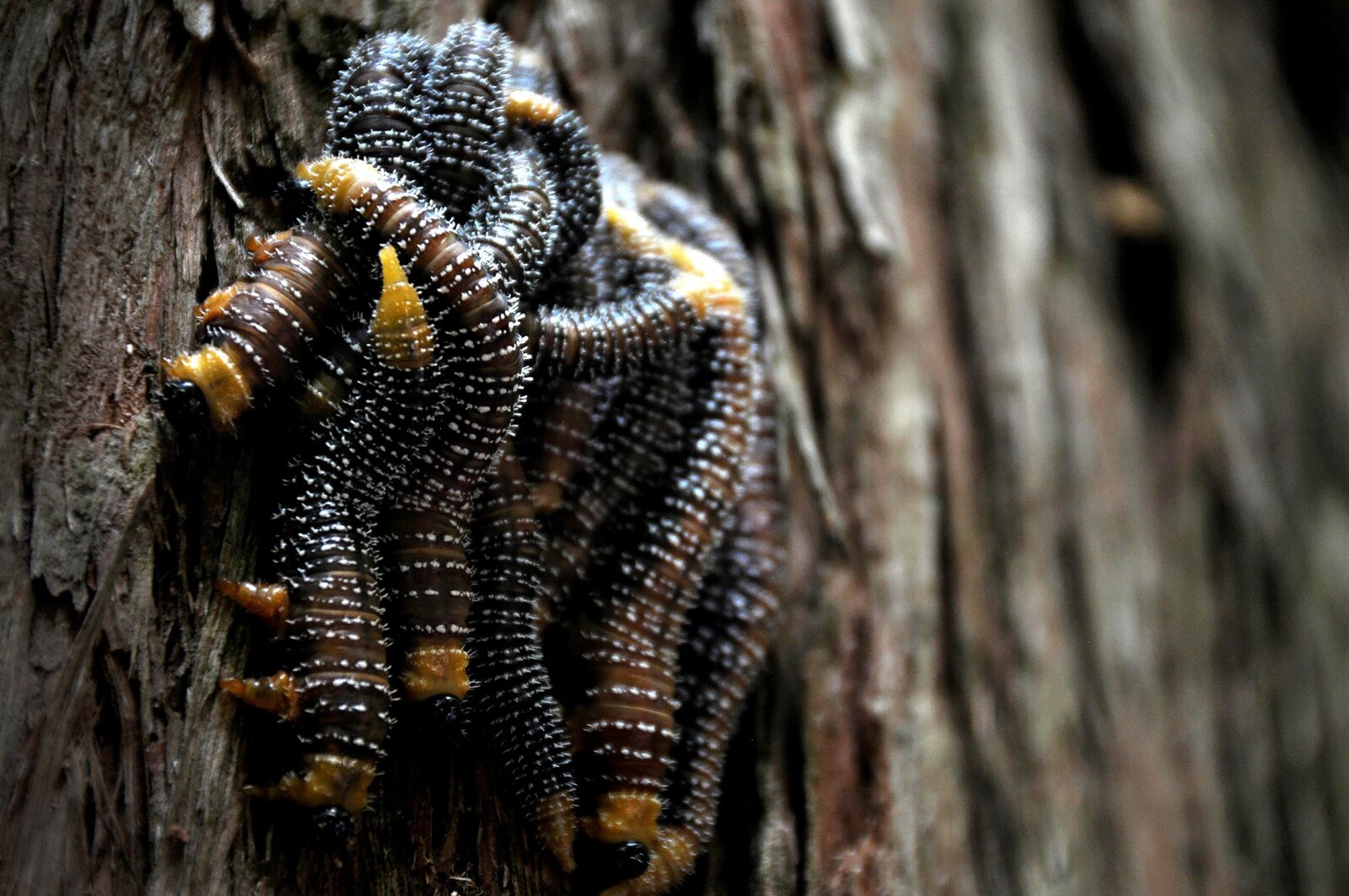 Nikon D300S sample photo. Worms, pest, insects photography