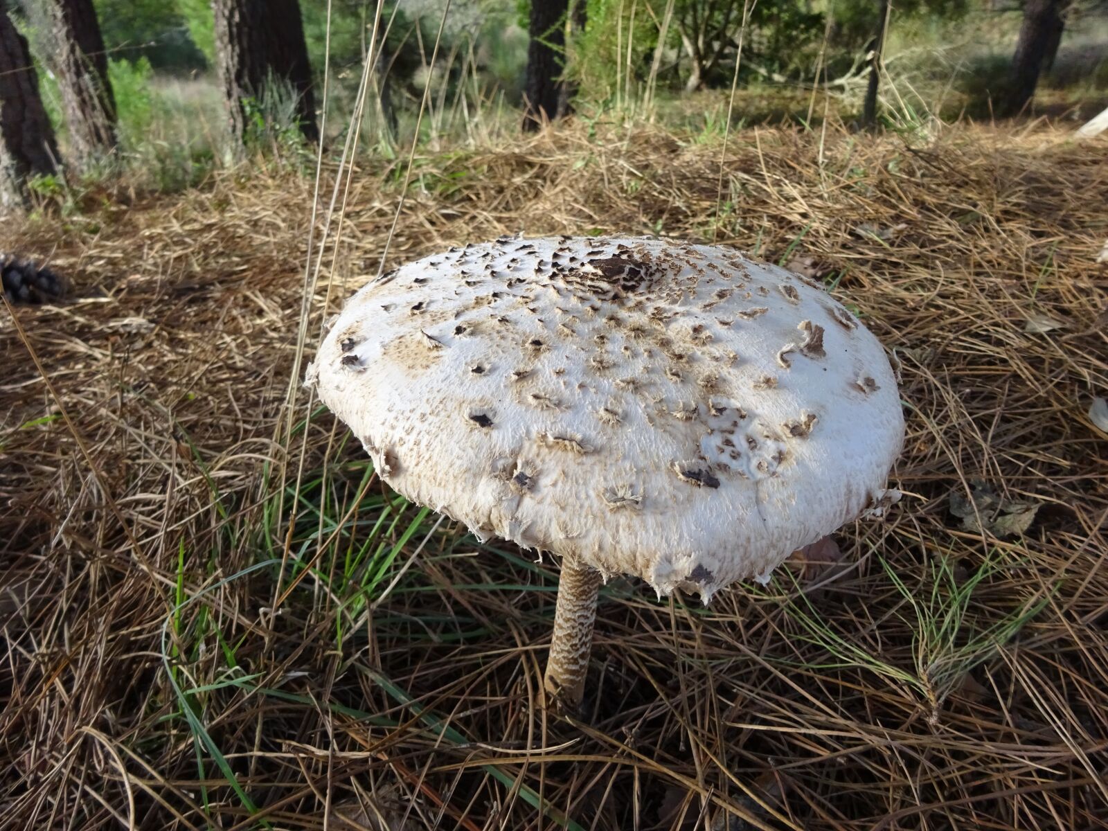 Sony Cyber-shot DSC-WX350 sample photo. Mushroom, nature, portugal photography