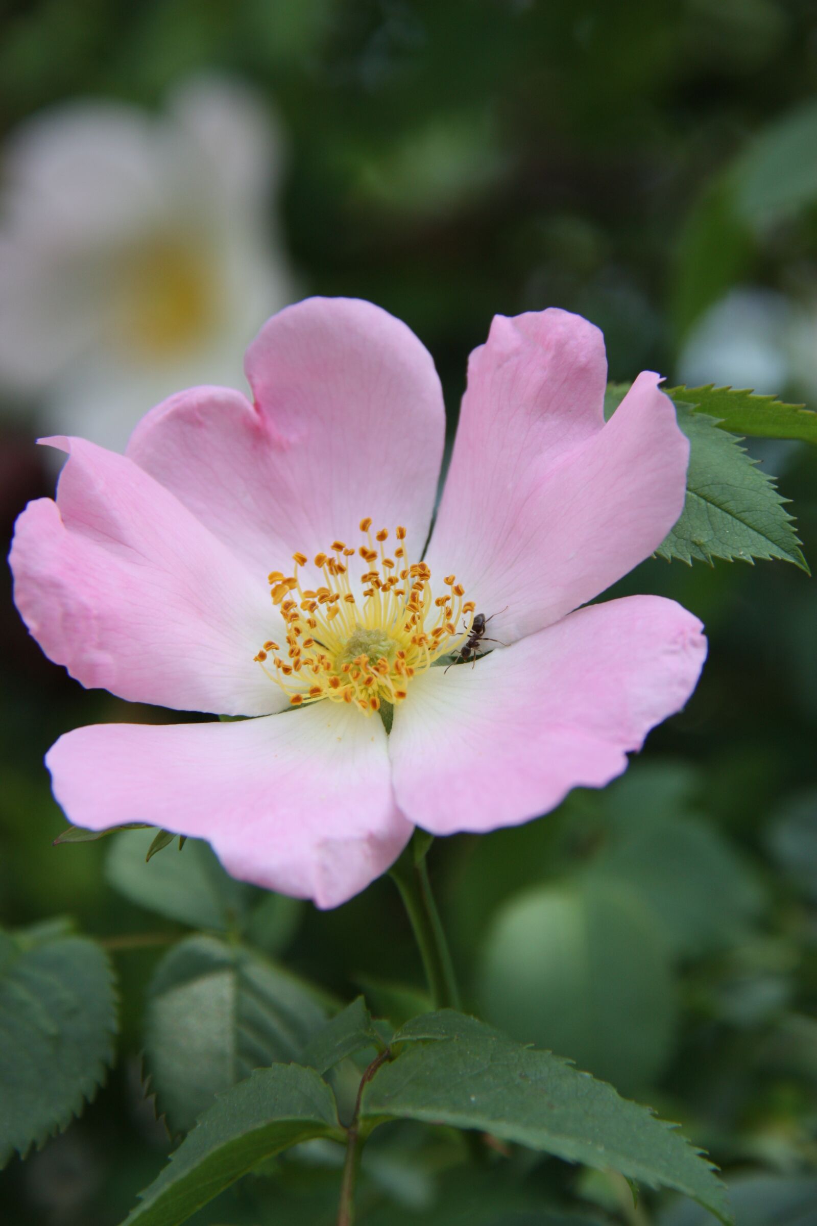 Canon EOS 450D (EOS Rebel XSi / EOS Kiss X2) sample photo. Flower, garden, blossom photography