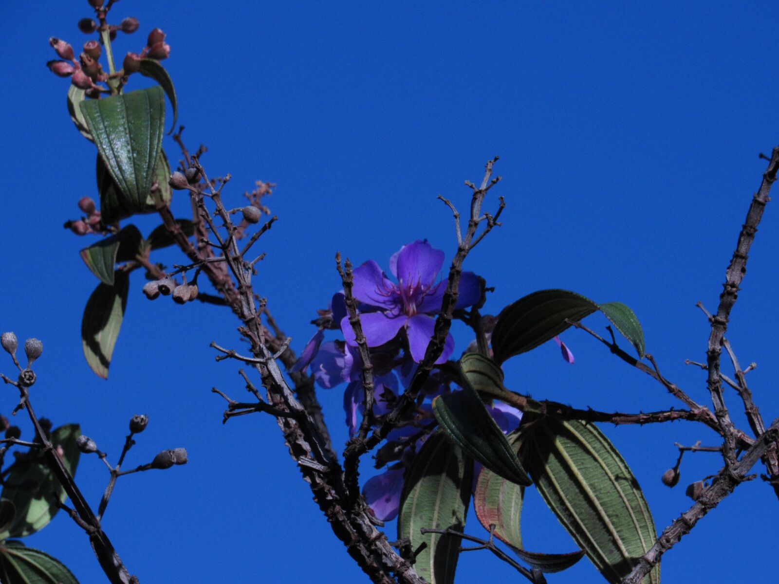 Canon PowerShot SX520 HS sample photo. Blue, flower, nature photography