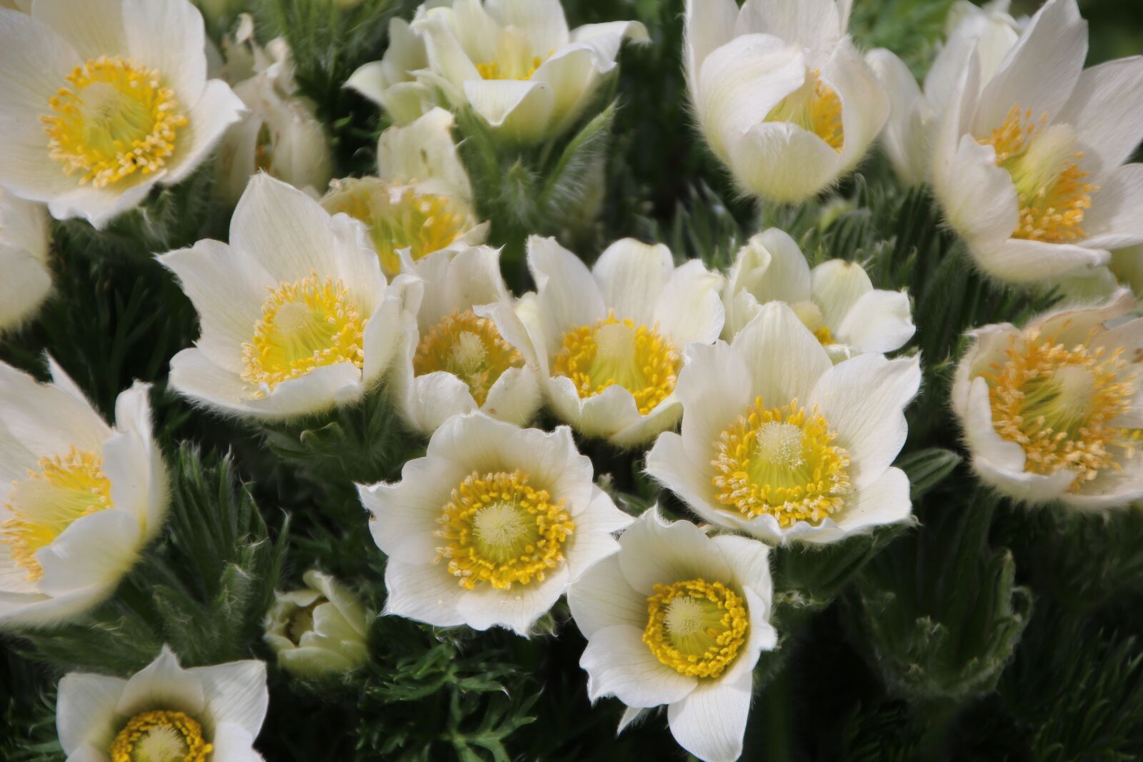 Canon EOS 600D (Rebel EOS T3i / EOS Kiss X5) sample photo. White flowers, spring, spring photography