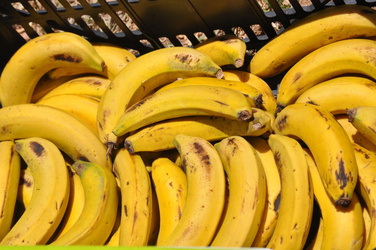 Nikon D90 sample photo. Banana, yellow, power photography