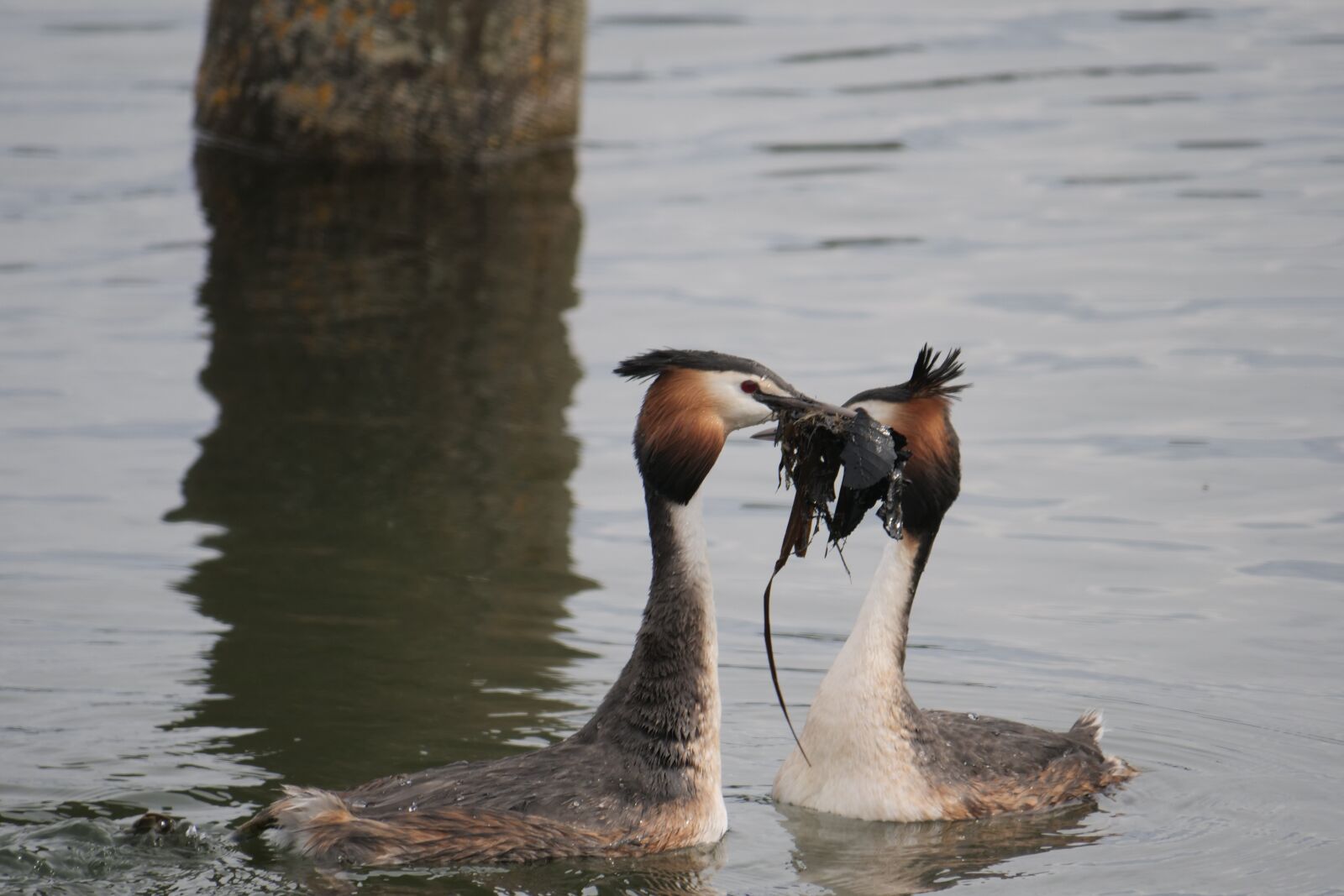 Panasonic Lumix DC-G9 sample photo. Waters, bird, lake photography