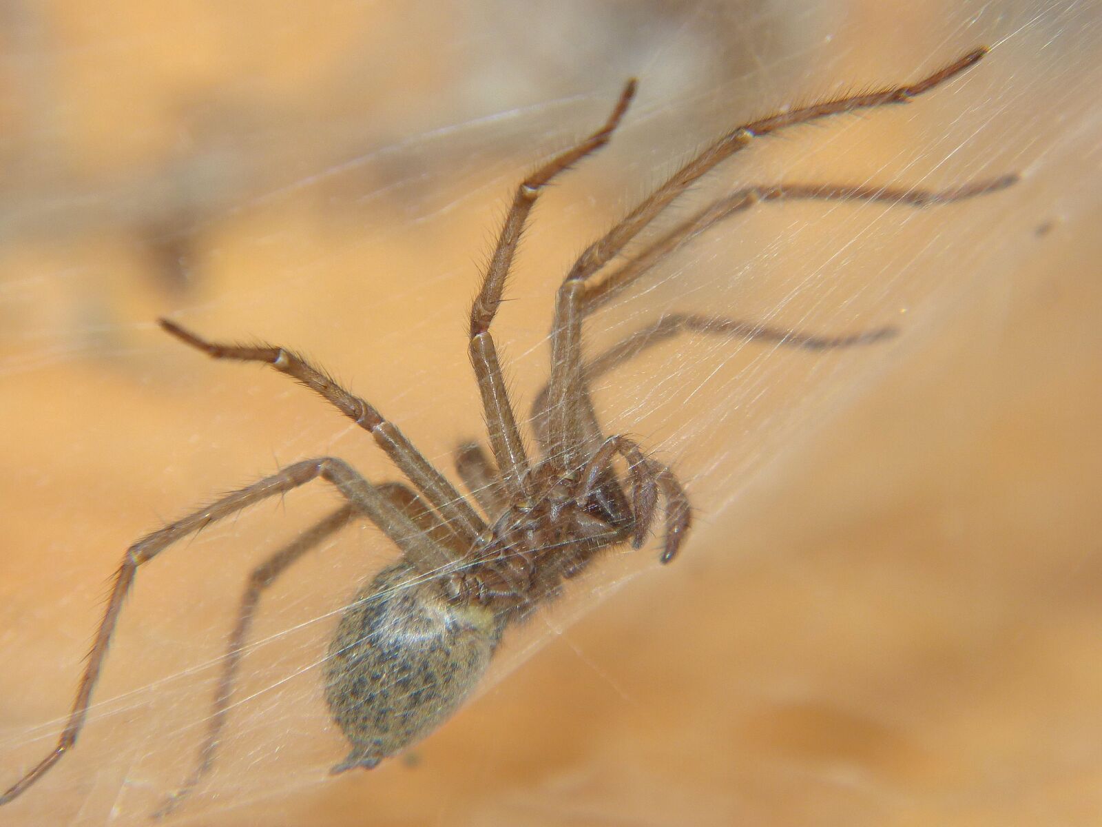 Panasonic Lumix DMC-FZ150 sample photo. Spider, nature, cobweb photography