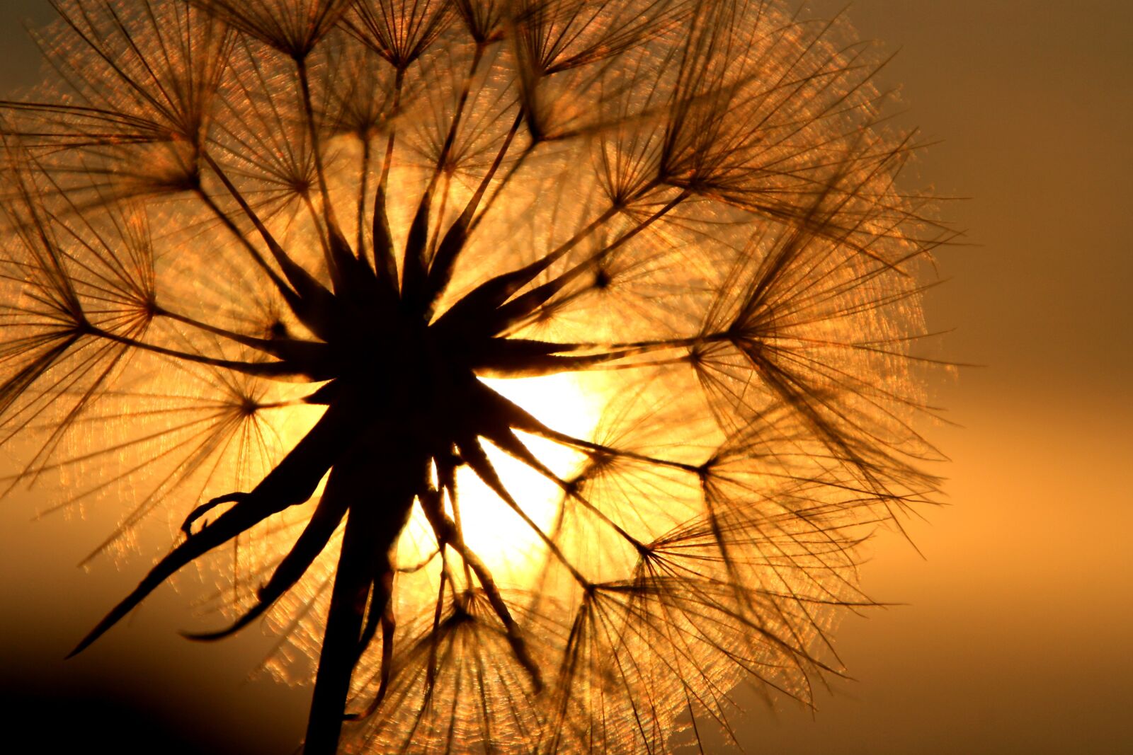 Canon EOS 400D (EOS Digital Rebel XTi / EOS Kiss Digital X) sample photo. Dandelion, flower, backlighting photography