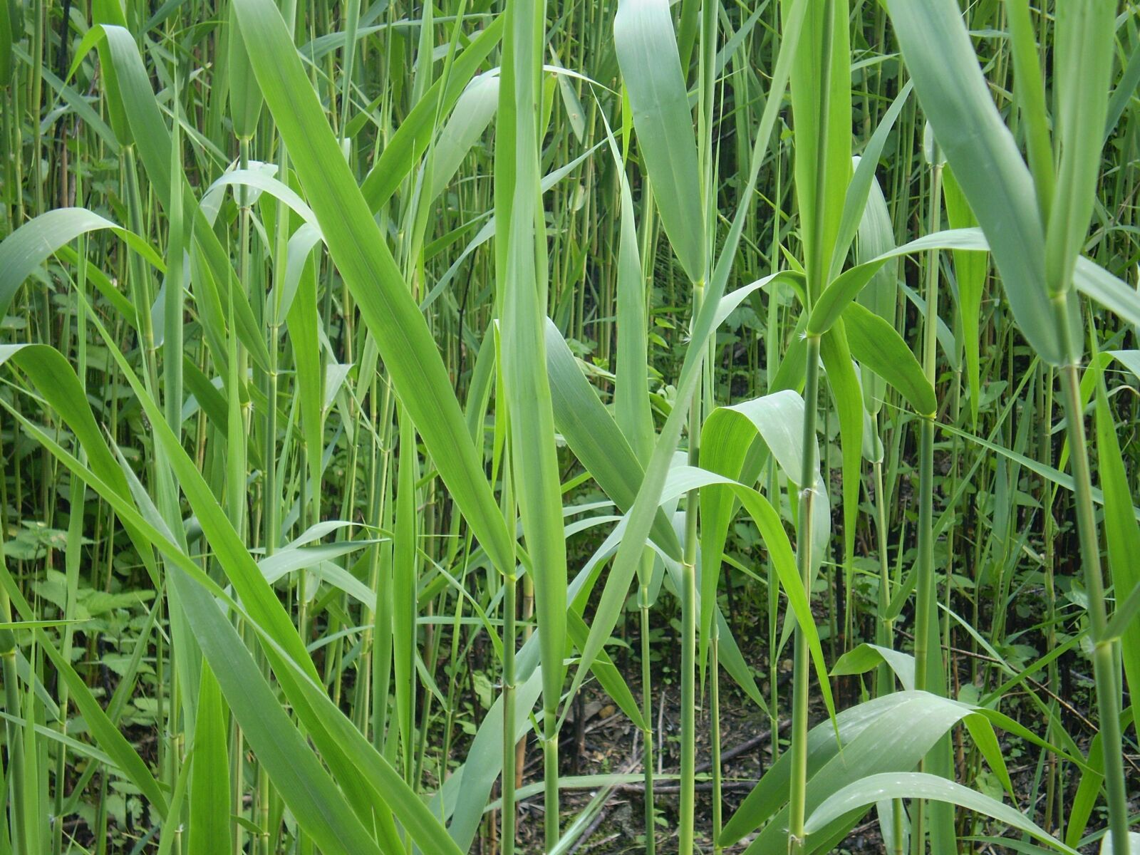 Olympus FE210,X775 sample photo. Grass, nature photography