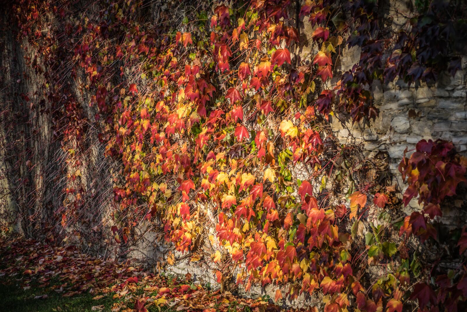 Nikon D5300 sample photo. Colors, light, colorful photography
