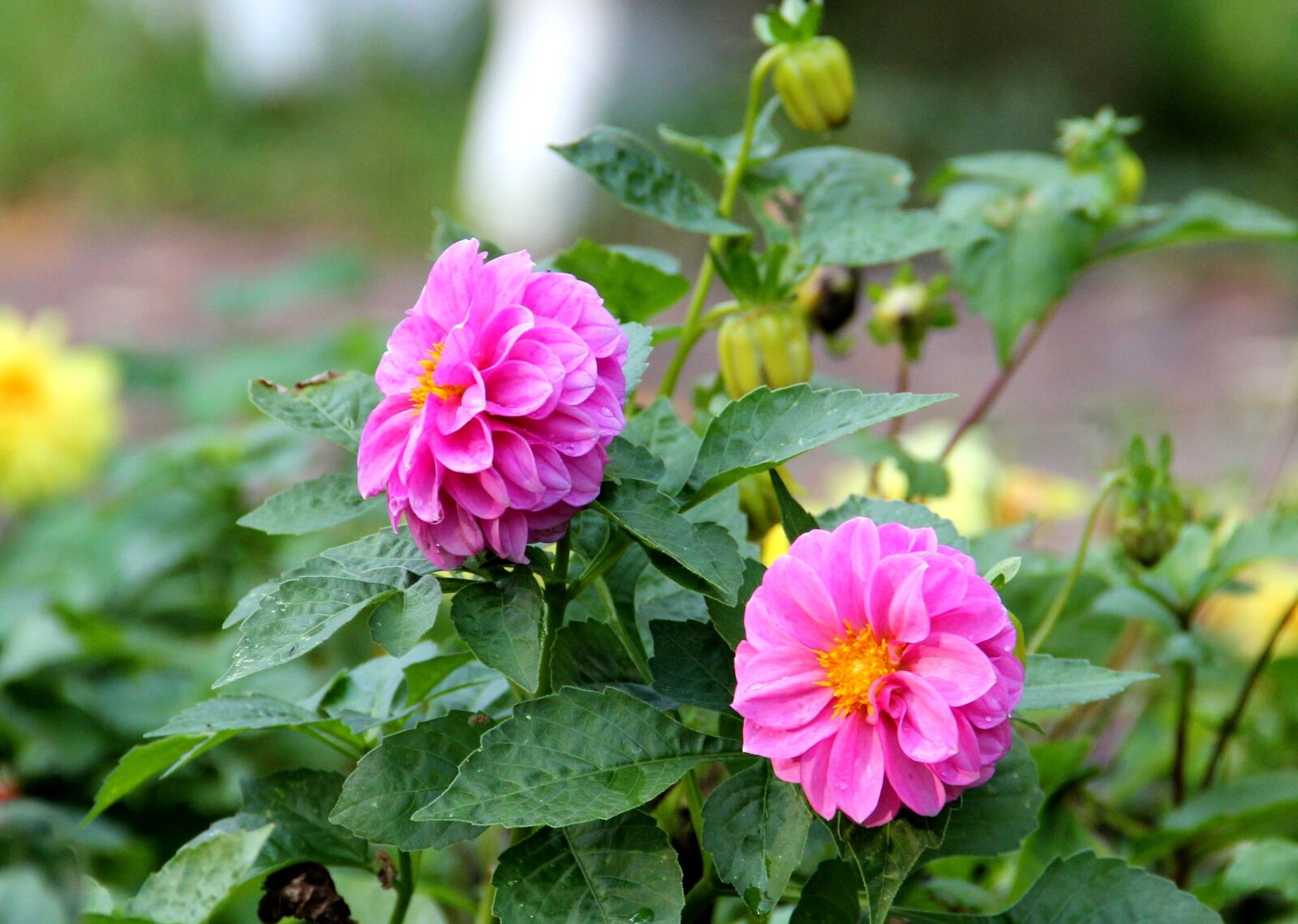 Canon EOS 550D (EOS Rebel T2i / EOS Kiss X4) sample photo. Flowers, violet, september photography