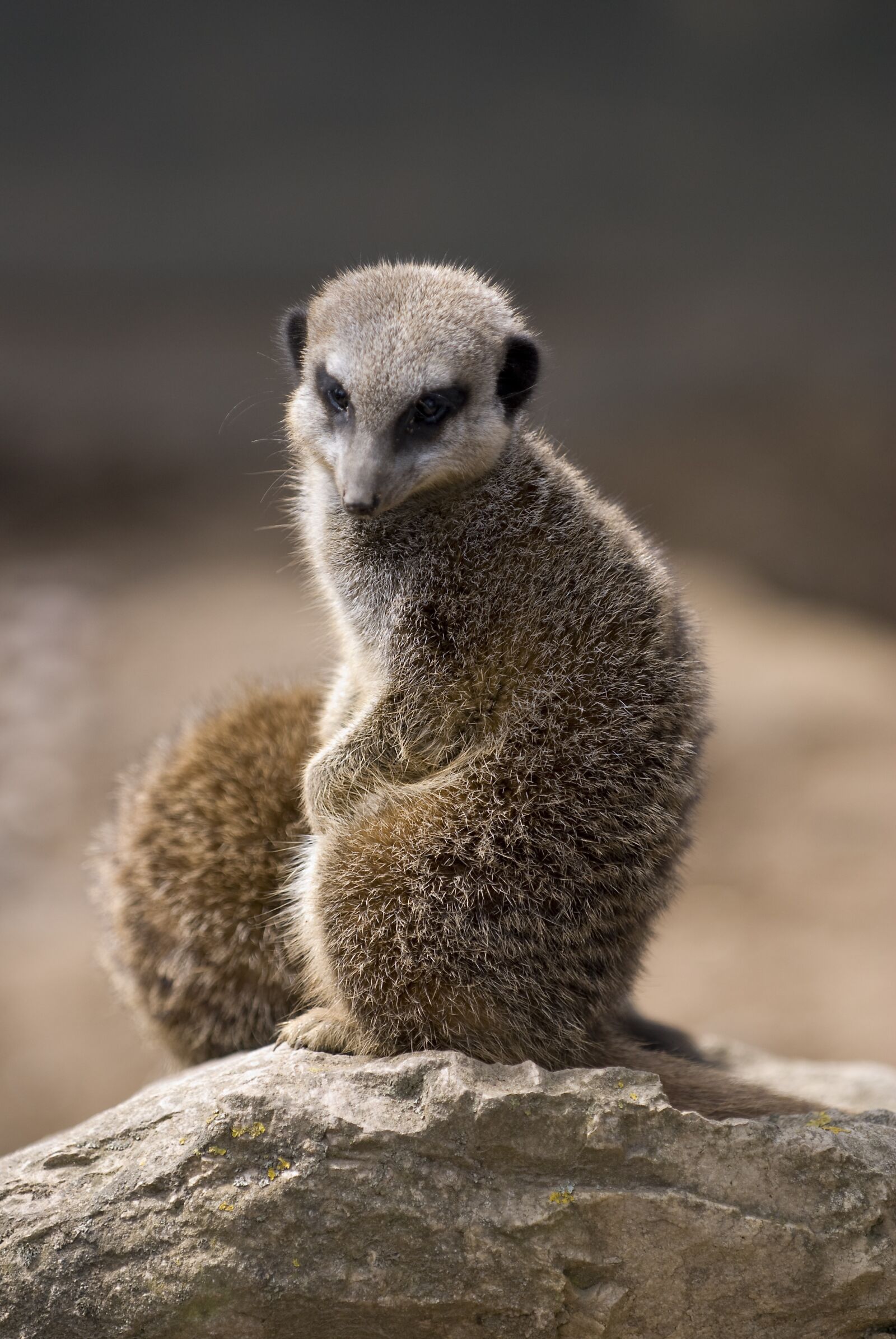 Nikon D60 sample photo. Meerkat, wildlife, lonely photography