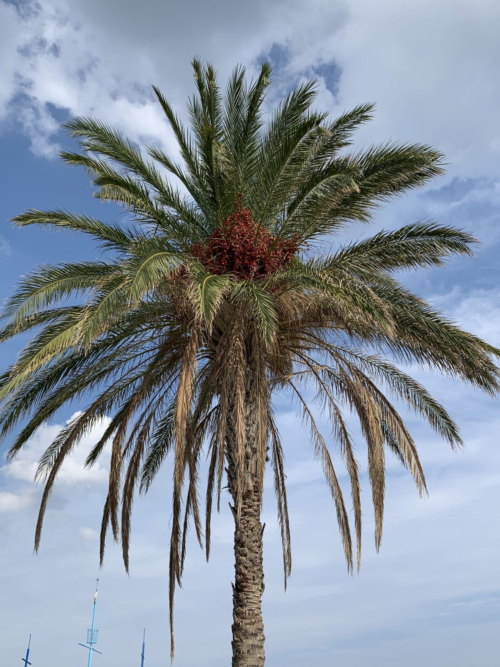 iPhone XS back dual camera 4.25mm f/1.8 sample photo. Palme, baum, obst photography