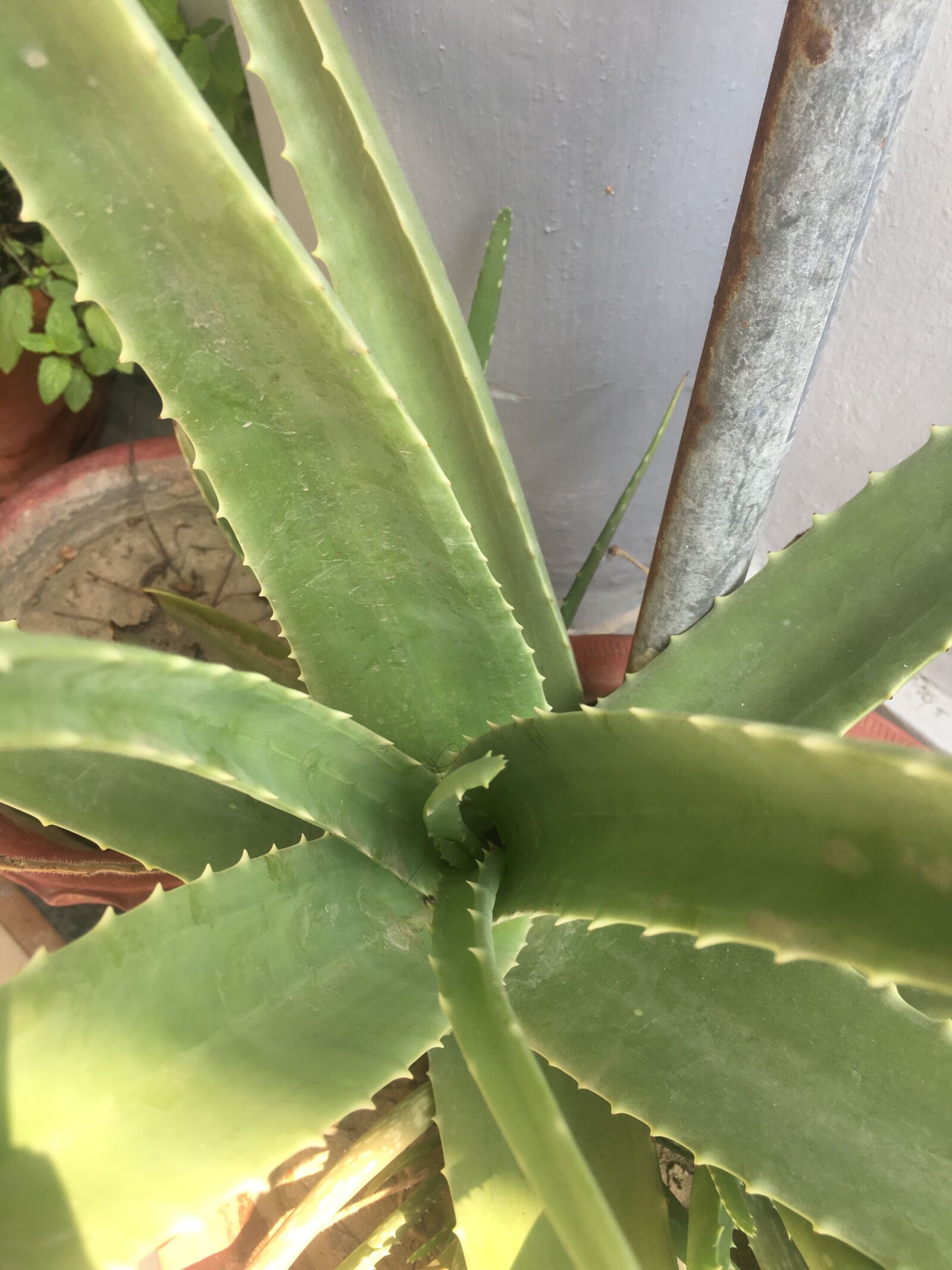 Apple iPhone 6s sample photo. Aloe vera, green, pot photography