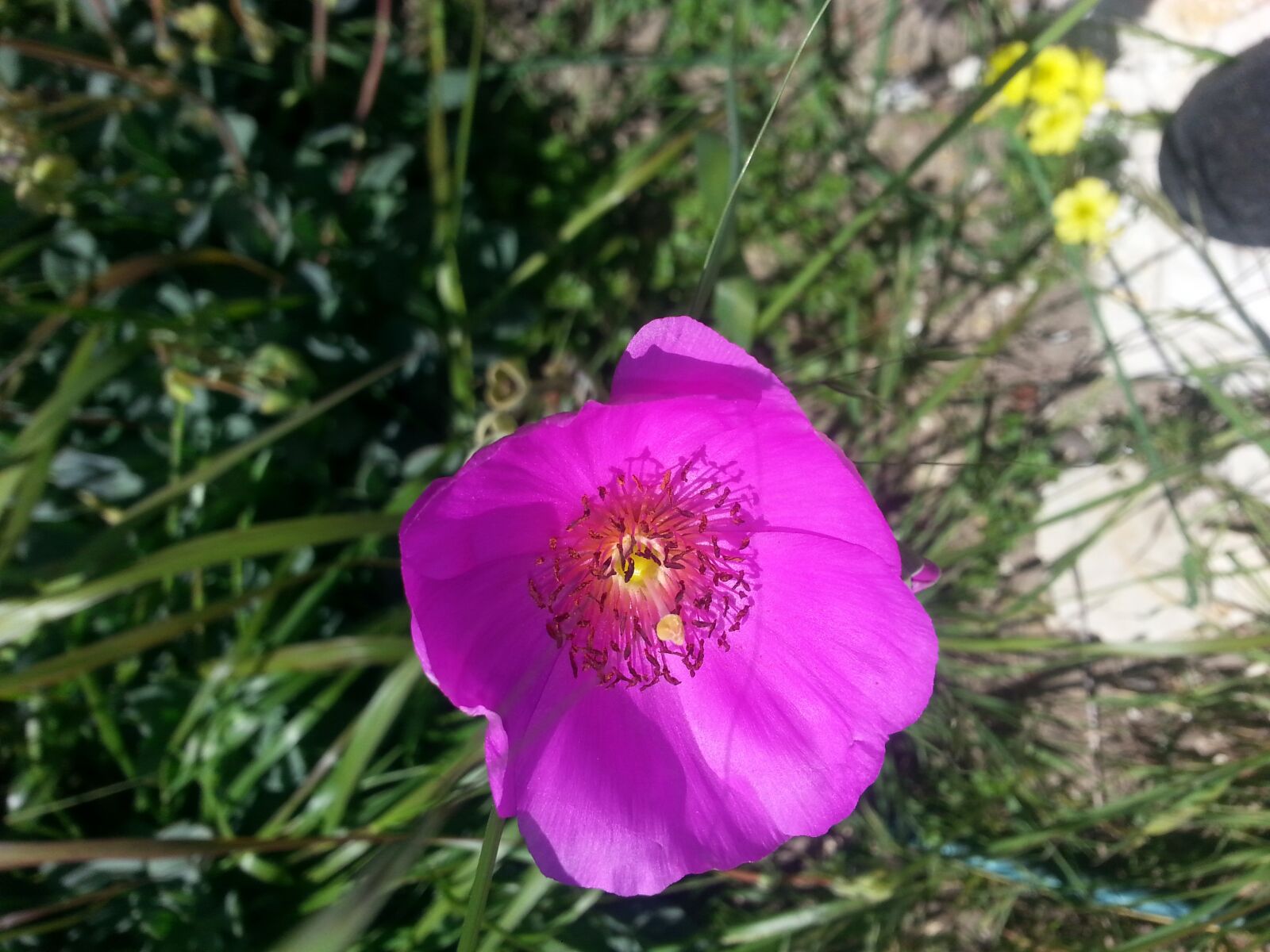 Samsung Galaxy Note2 sample photo. Purple, poppy, picture photography