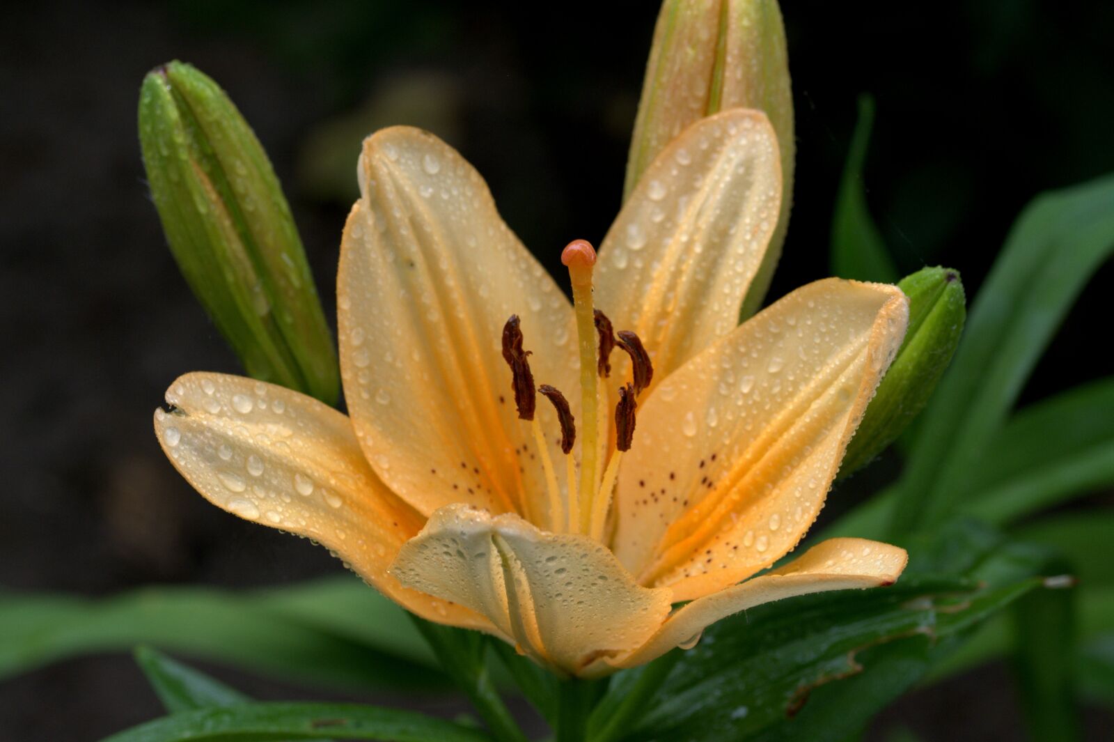 Nikon D5200 sample photo. Lily, ornamental plant, apricot photography