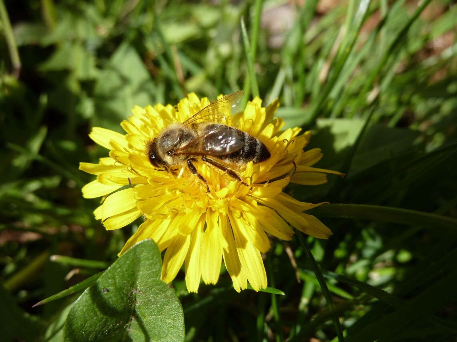 Panasonic Lumix DMC-ZS7 (Lumix DMC-TZ10) sample photo. Bee, dandelion, yellow photography