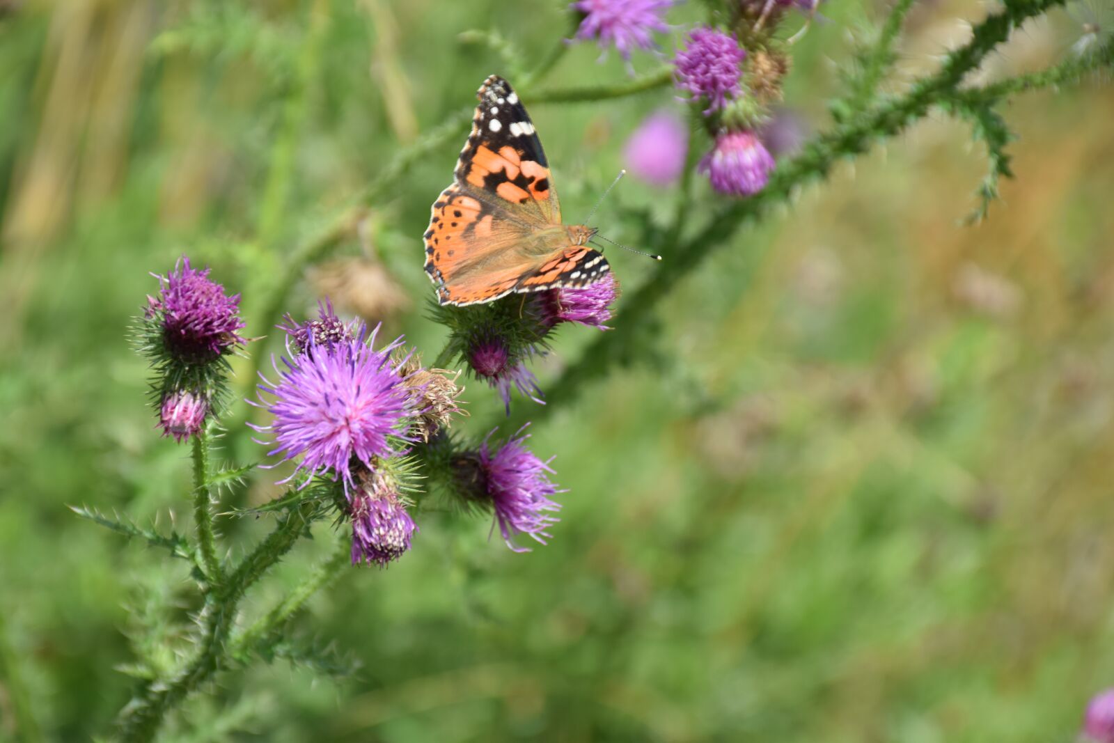 Nikon D5300 sample photo. Butterfly, bug, animal photography