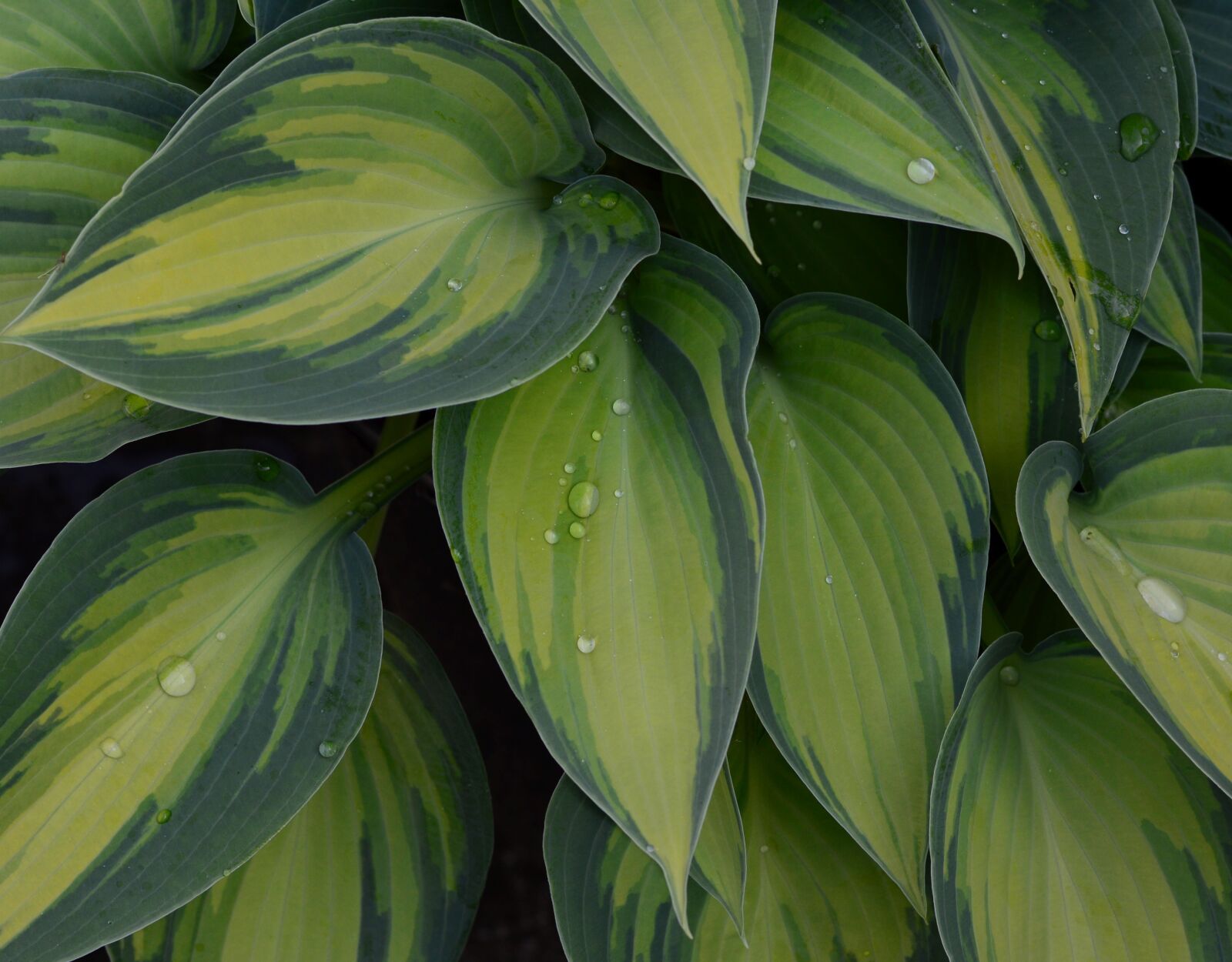 Nikon D3200 sample photo. Plantain lily, hosta, tardinia photography