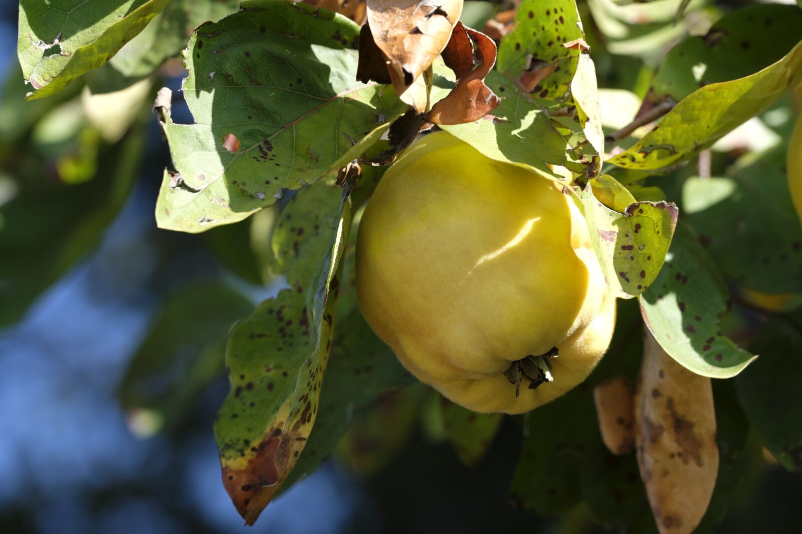 Fujifilm X-T2 + Fujifilm XF 80mm F2.8 R LM OIS WR Macro sample photo. Quince, fruit, pome fruit photography