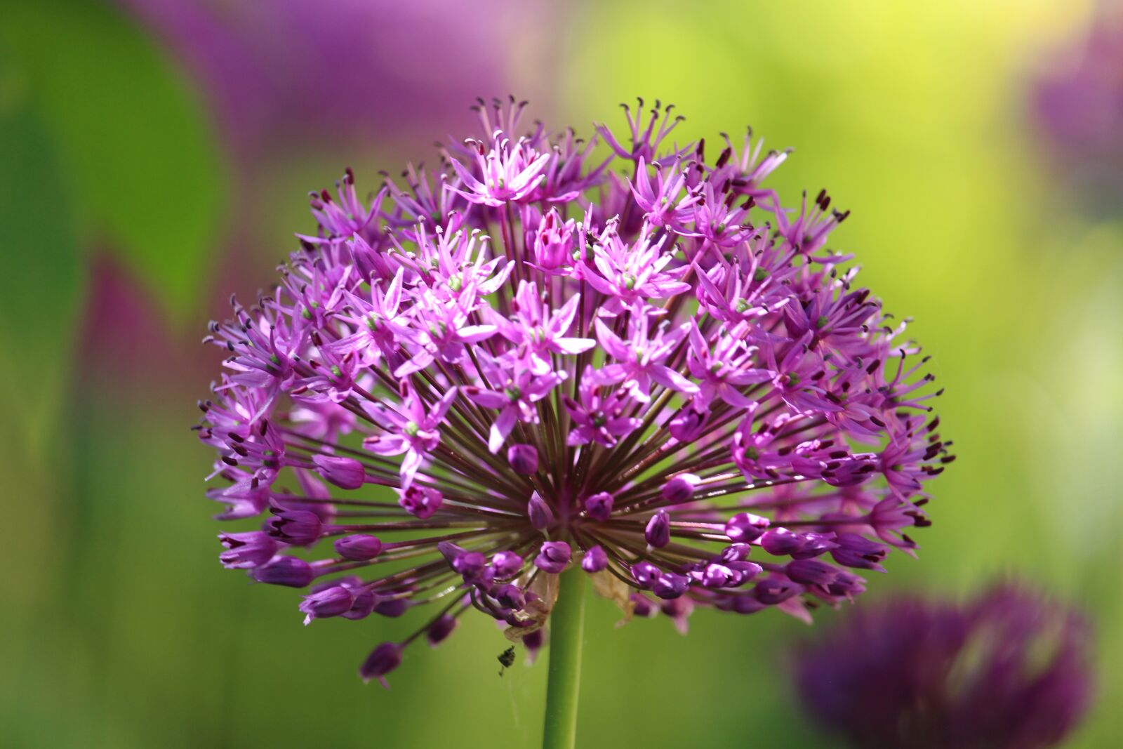 Canon EOS 700D (EOS Rebel T5i / EOS Kiss X7i) sample photo. Ornamental onion, flower bed photography