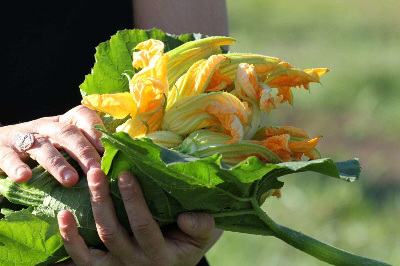 Canon EOS 7D sample photo. Zucchini, flowers, yellow photography