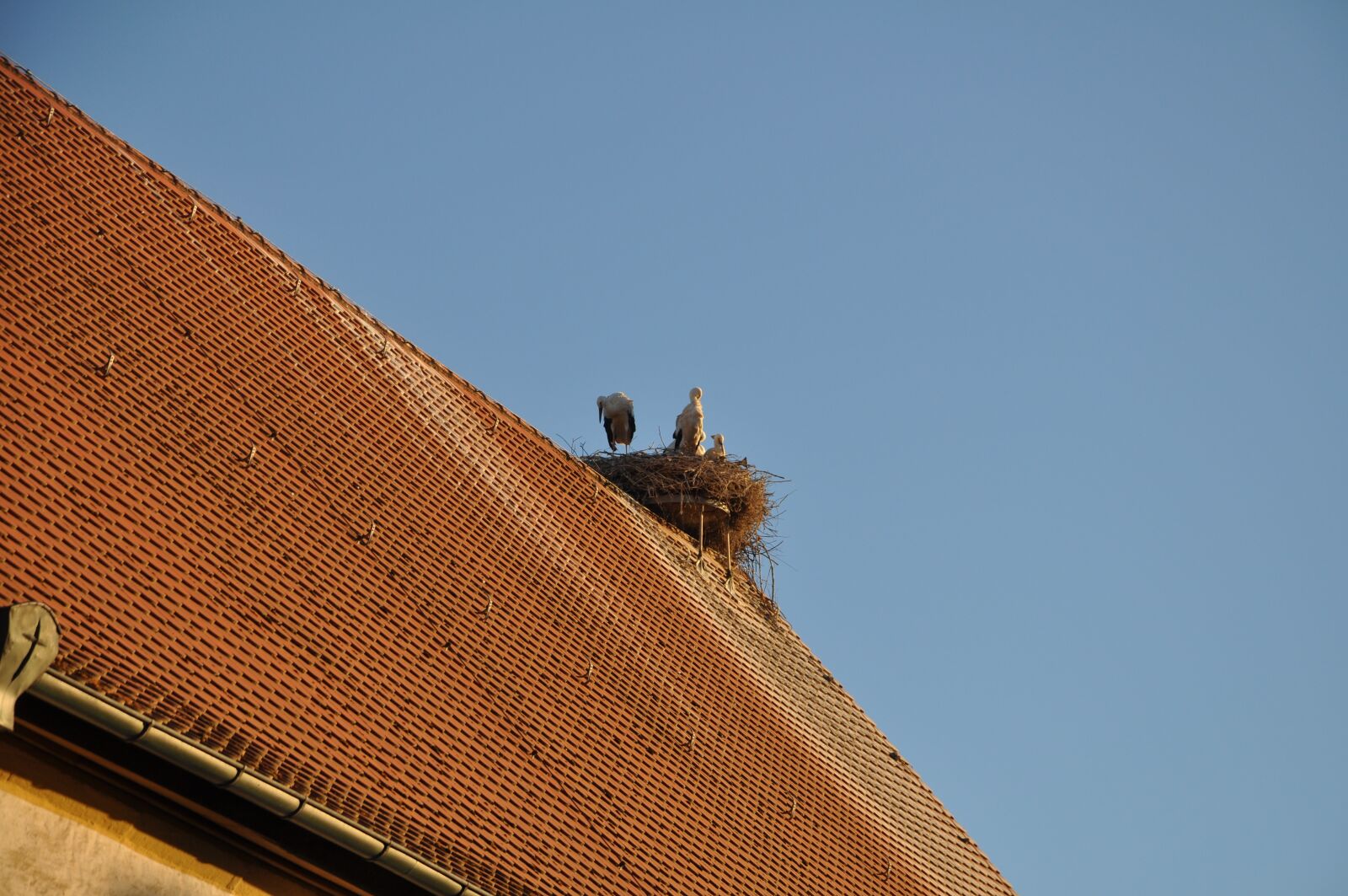 Nikon D5000 sample photo. Stork, sky, summer photography