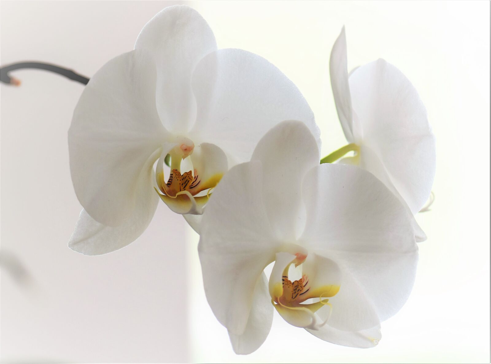 Nikon D5500 sample photo. Orchid, flower, blossom photography