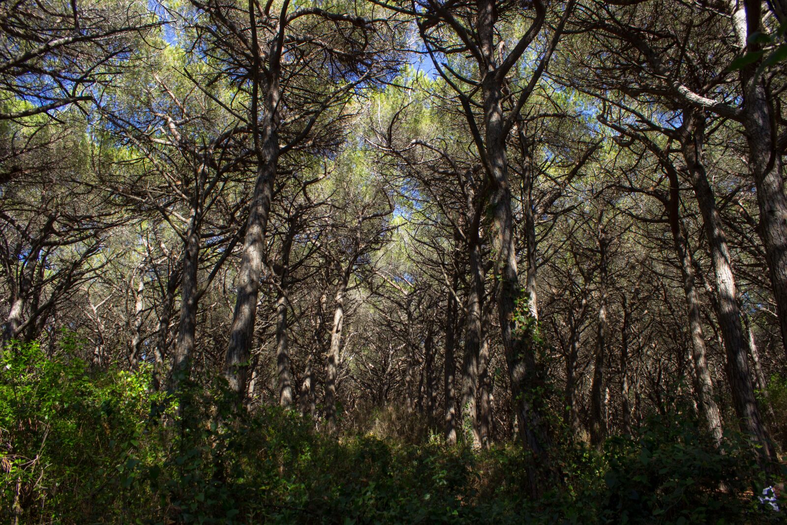 Canon EOS 600D (Rebel EOS T3i / EOS Kiss X5) sample photo. Italy, tuscany, pine forest photography