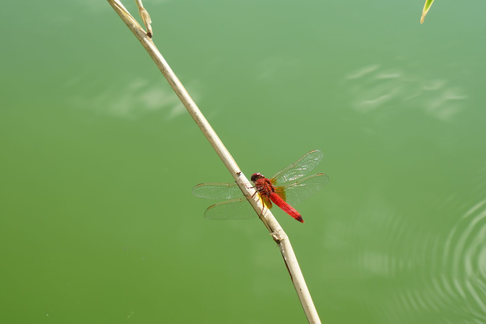 Sony a6300 sample photo. Dragonfly, red, insect photography