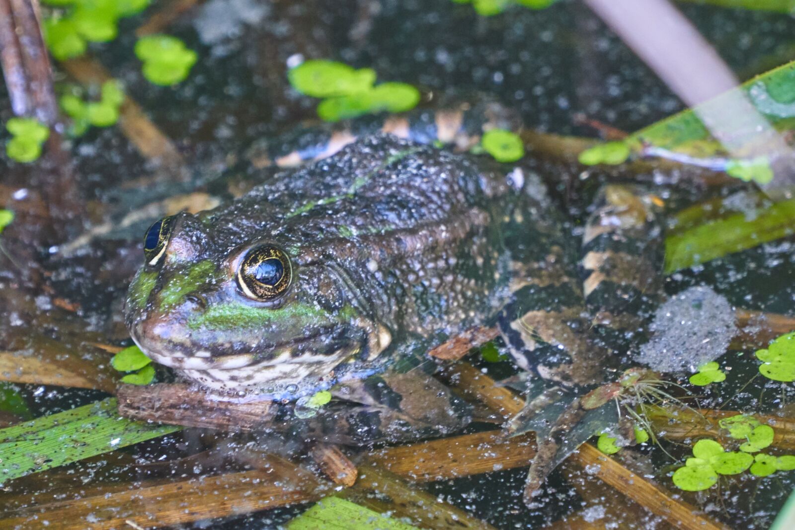 Sony a7 III sample photo. Frog, toad, water photography