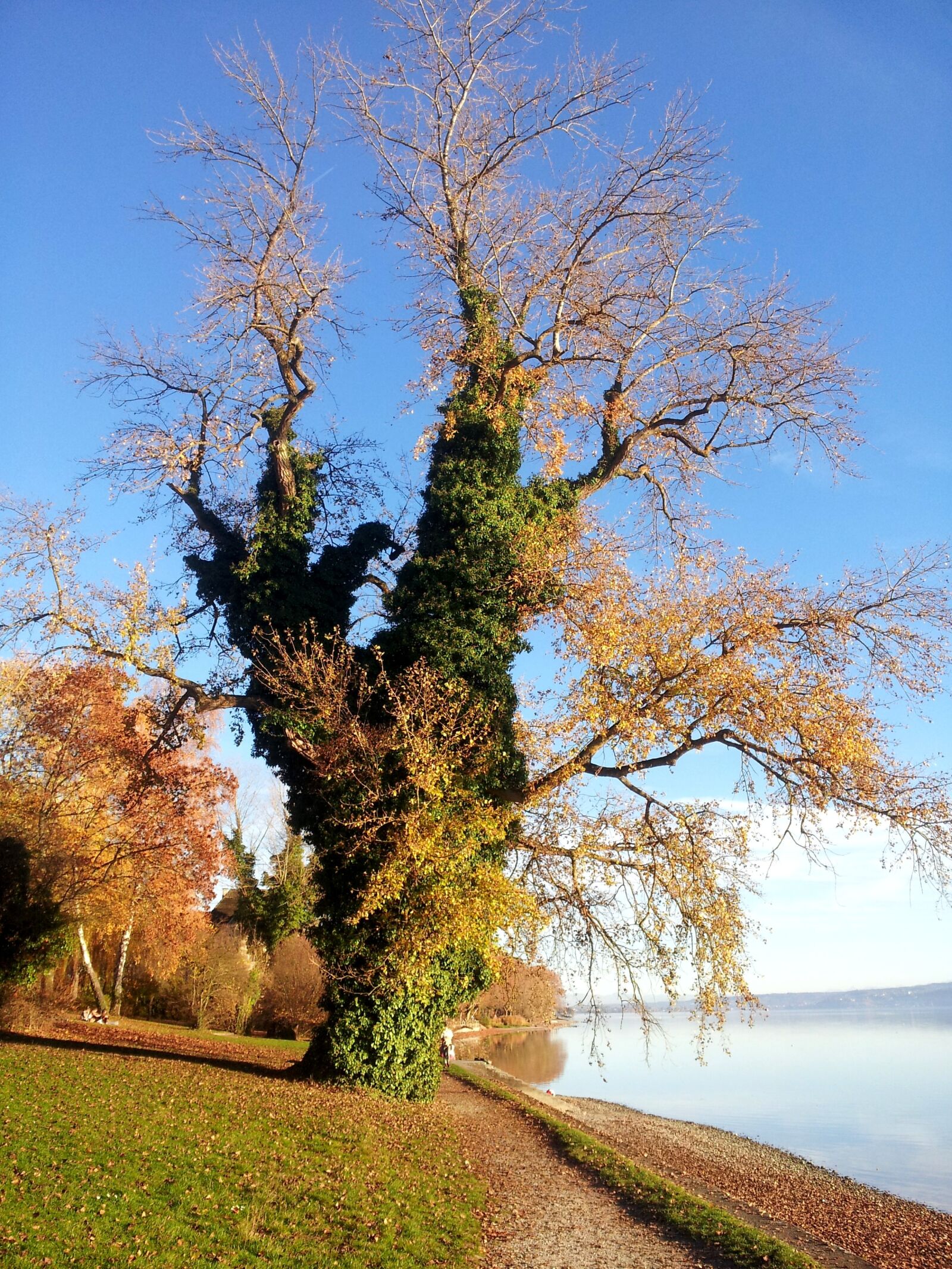 Samsung Galaxy S2 sample photo. Tree, nature, bank photography