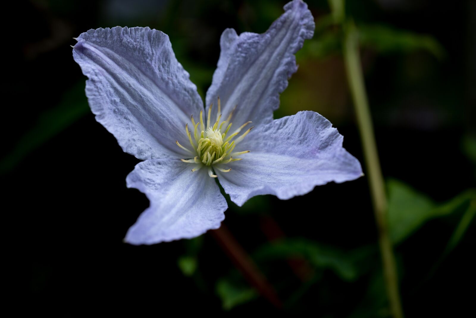 Nikon D750 sample photo. Clematis, white, garden photography