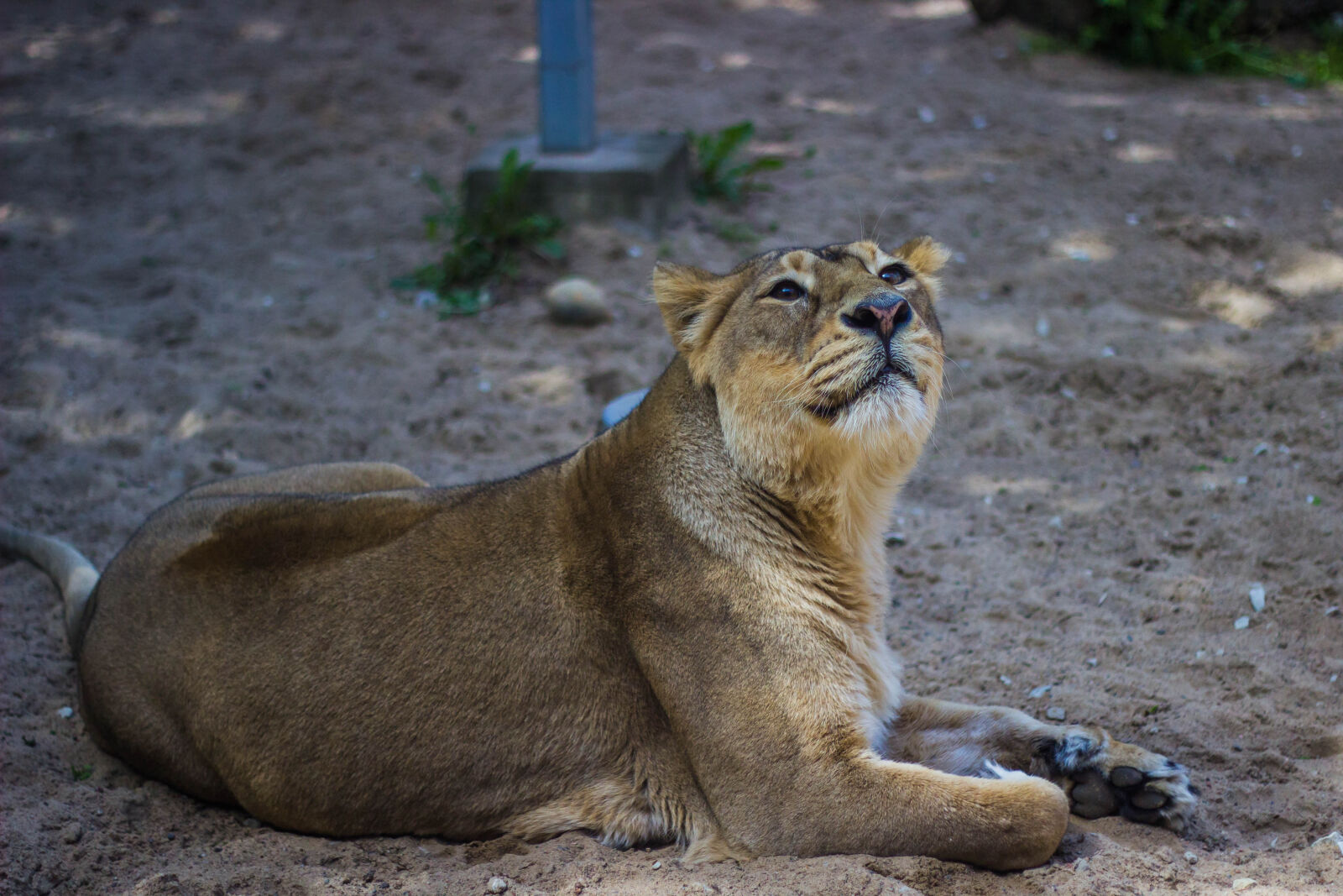 Canon EOS 600D (Rebel EOS T3i / EOS Kiss X5) + Canon EF 50mm F1.8 II sample photo. Adult, lioness photography