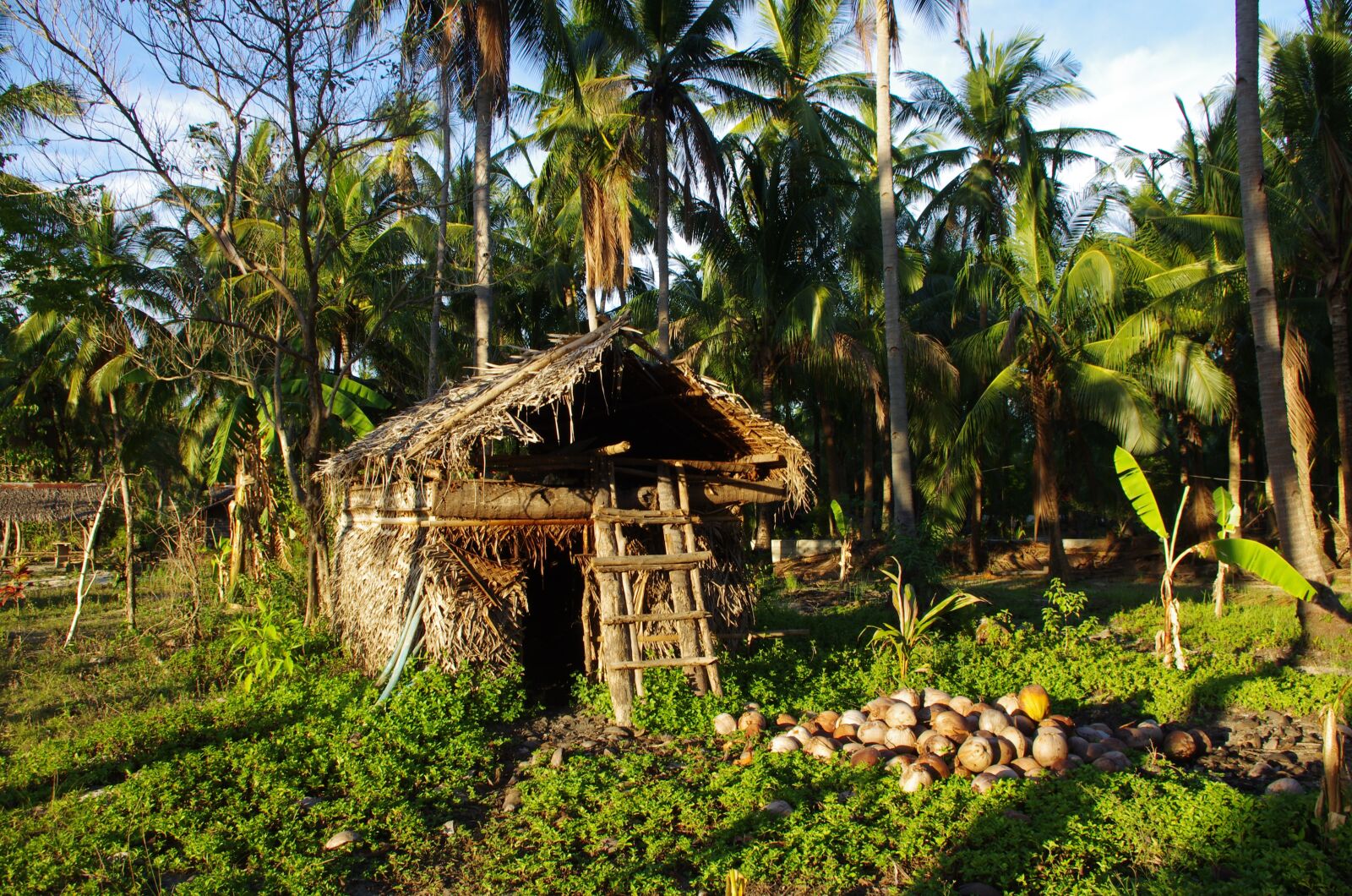 Pentax K-5 sample photo. Tropics, hut, coconuts photography