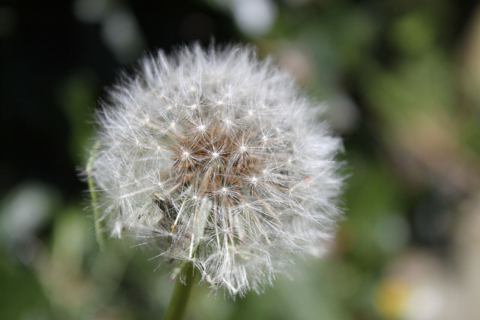 Canon EOS 500D (EOS Rebel T1i / EOS Kiss X3) sample photo. Dandelion, nature, plant photography