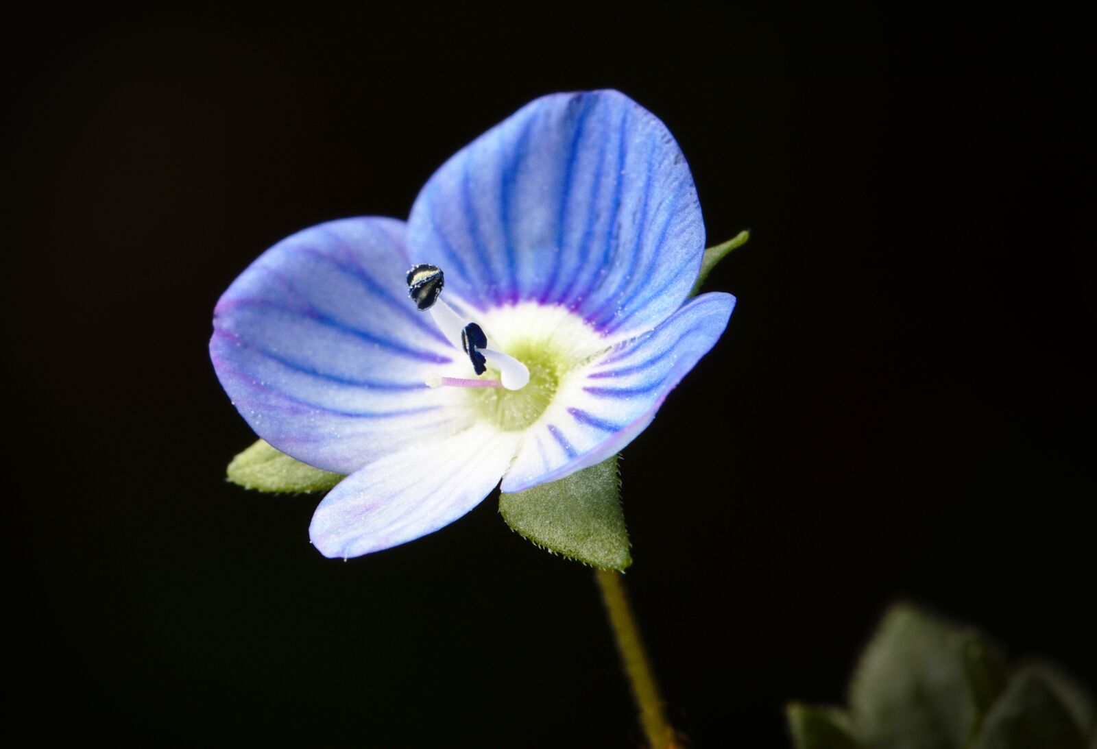 Canon EOS M5 sample photo. Honorary award, flower, spring photography