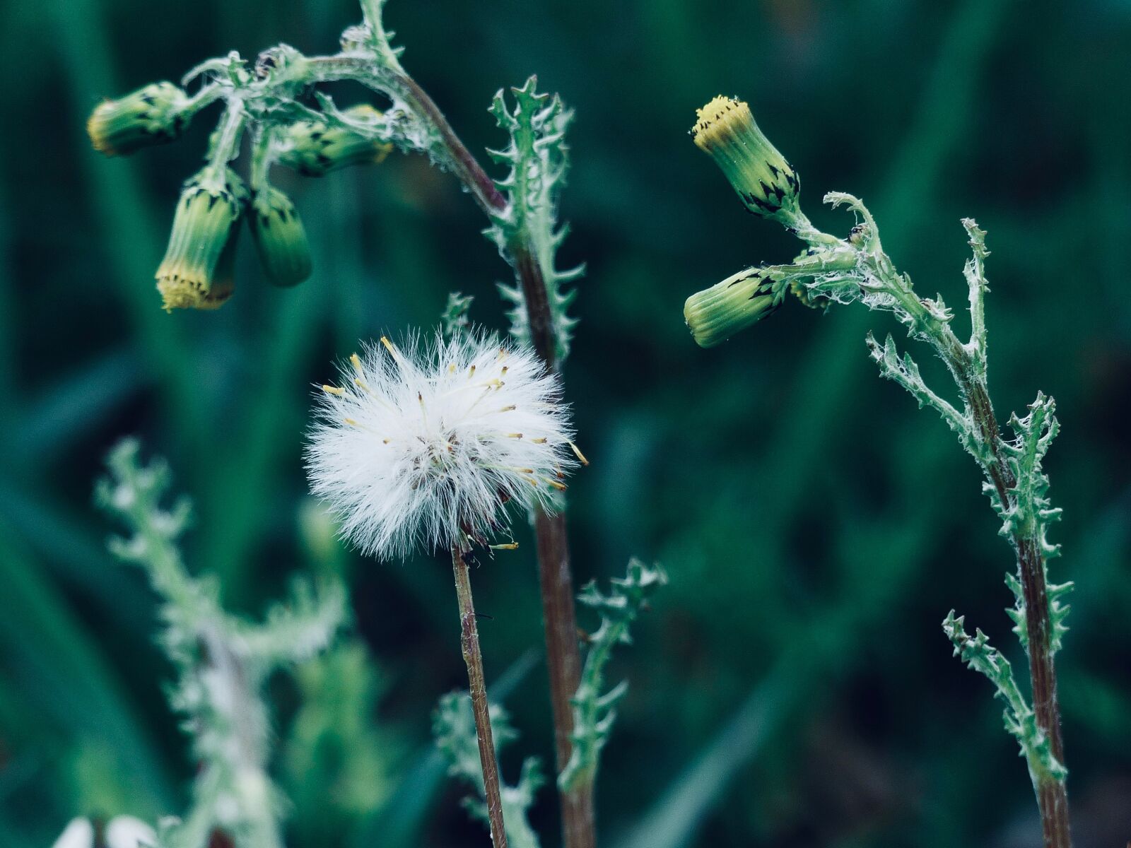 Panasonic Lumix DMC-FZ200 sample photo. Dandelion, buttercup, green photography