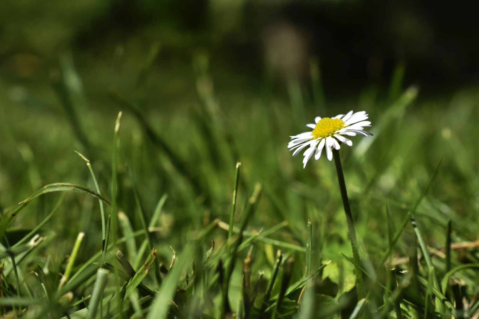 Nikon D5600 sample photo. Daisy, blossom, bloom photography