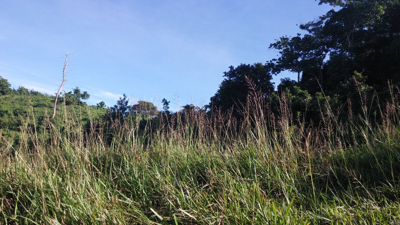 LG G3 CAT.6 sample photo. Forest, grass photography