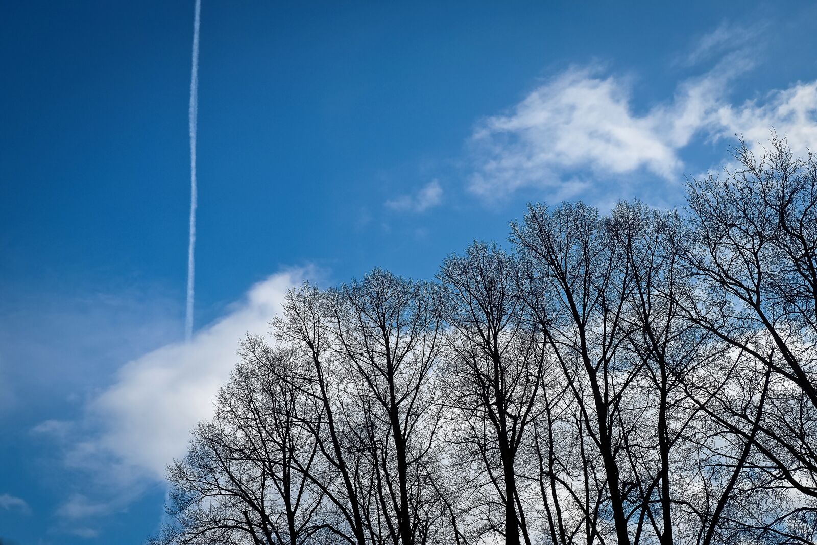 Olympus OM-D E-M10 sample photo. Trees, winter, forest photography